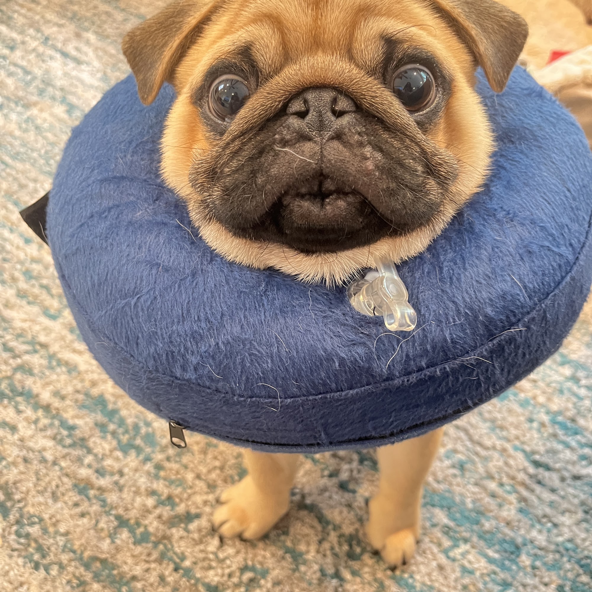 Key West Vets and Pets Key West