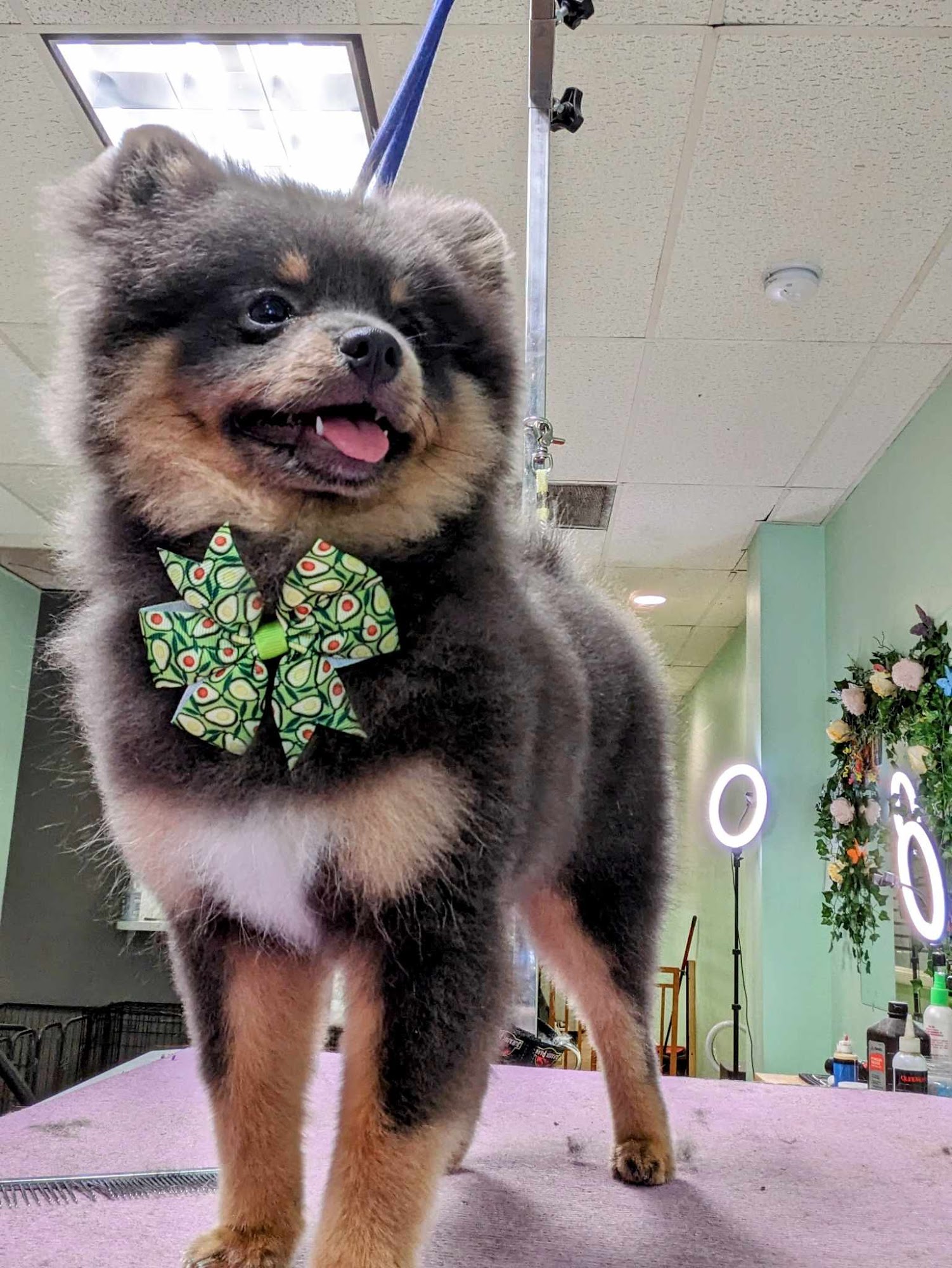 Salty Paws Pet Spa Key West