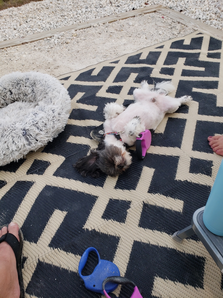 Abigail & Stitch Pet Resort Key West