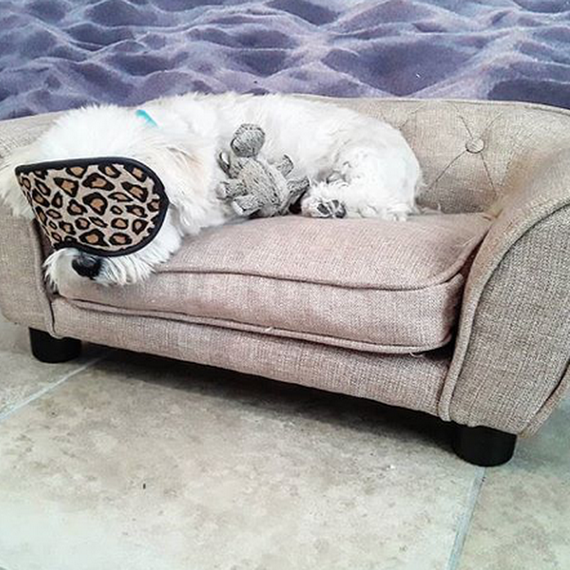 Abigail & Stitch Pet Resort Key West