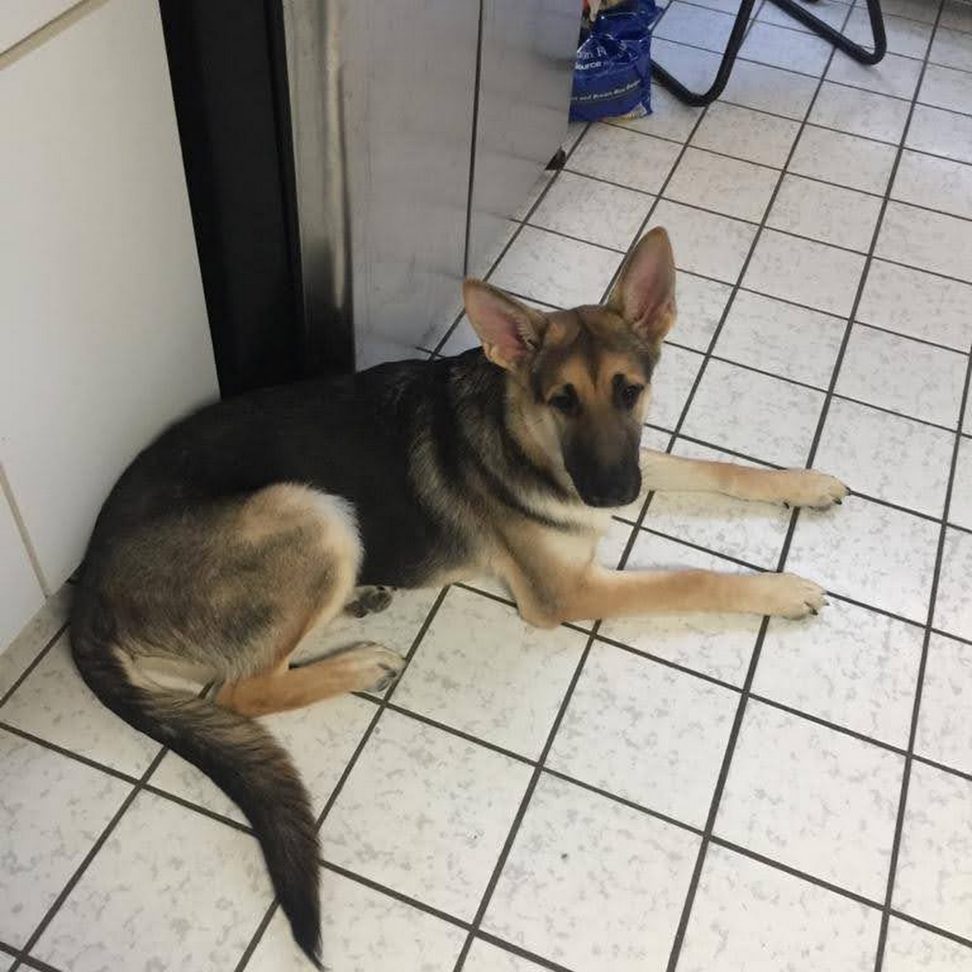 Osceola Animal Clinic Kissimmee