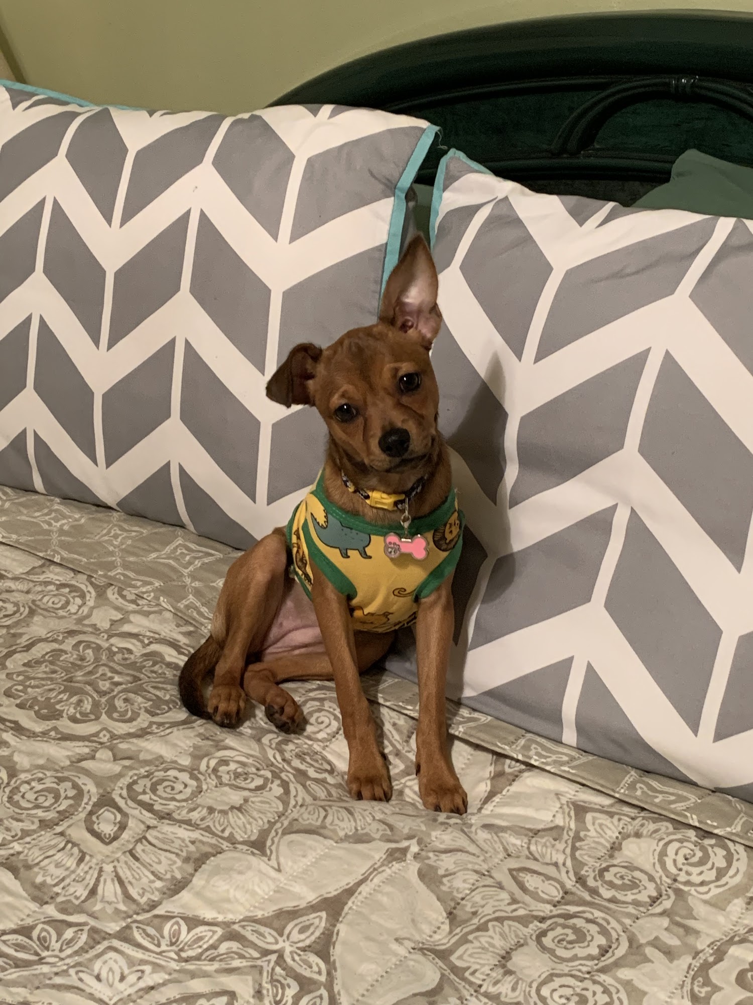 Osceola Animal Clinic Kissimmee