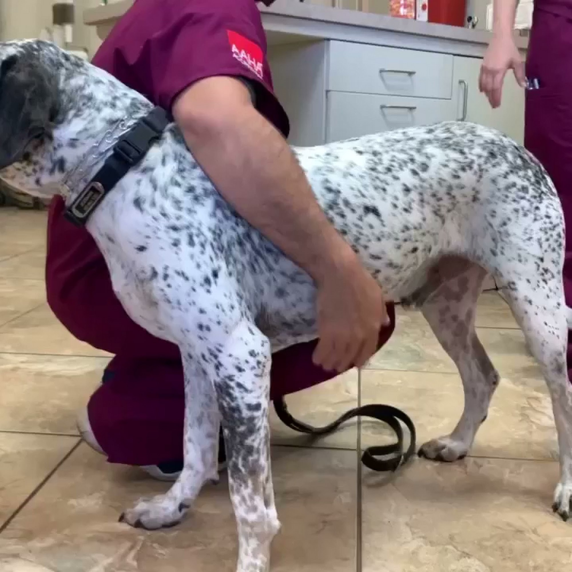 Boggy Creek Animal Hospital, Now Flora Family Vet! Kissimmee