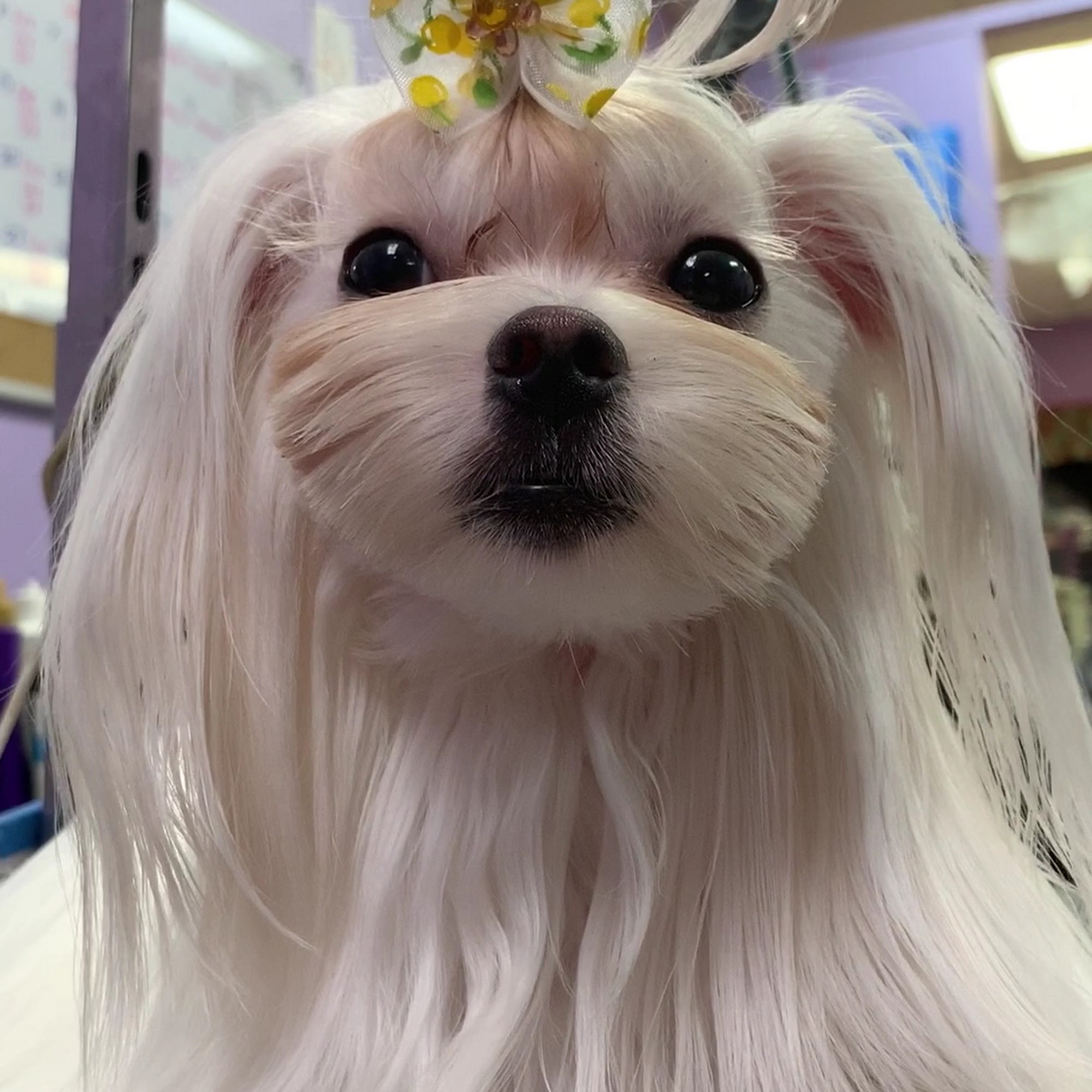 Fusion Pet Stylez Kissimmee