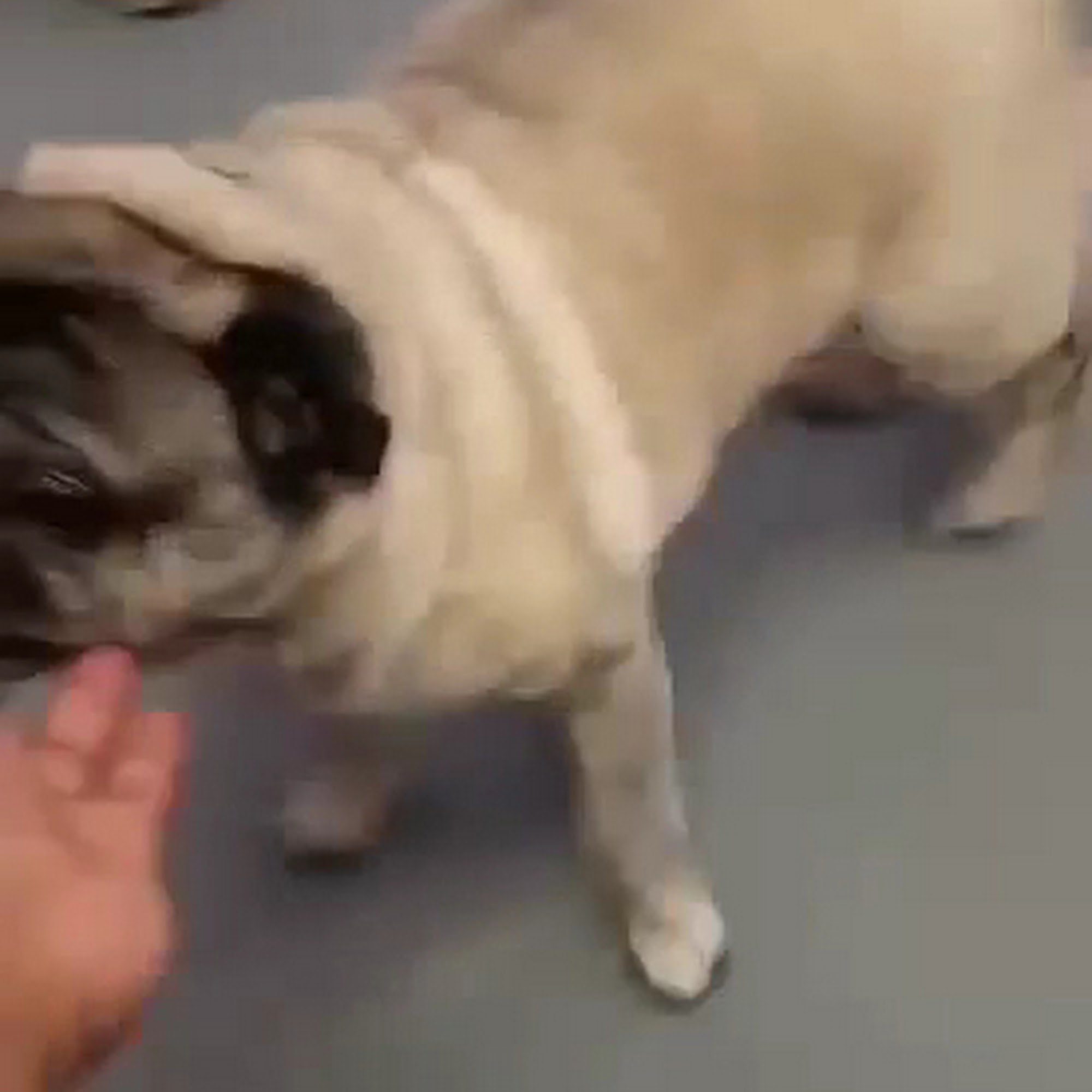 5 Paws Hotel & Salon Kissimmee