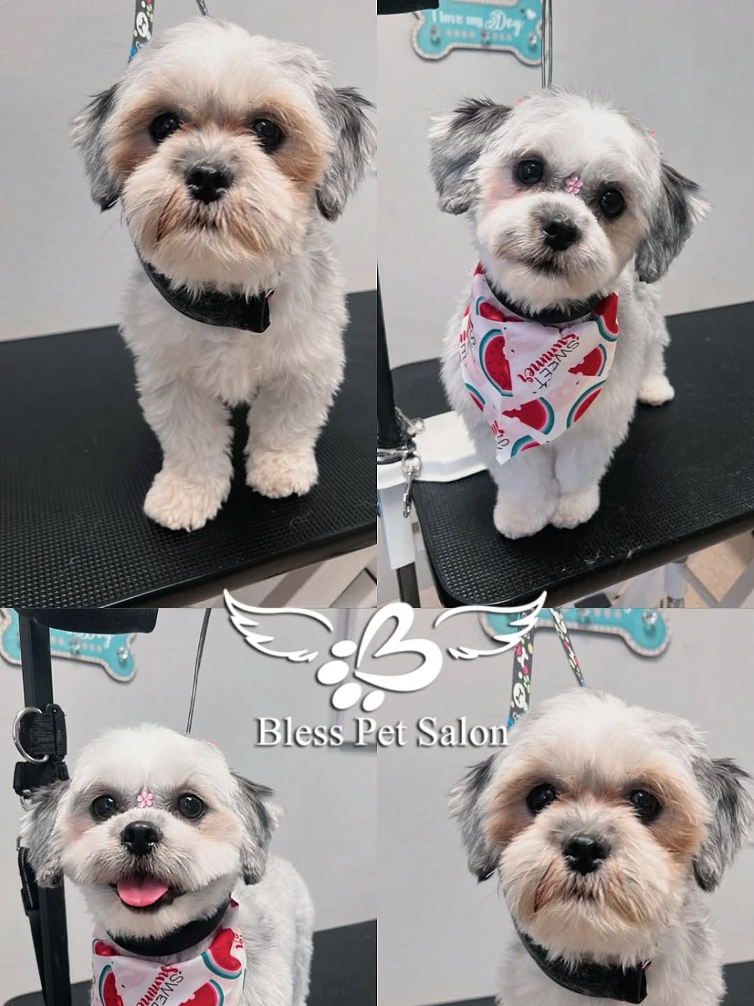 Bless Pet Salon Kissimmee