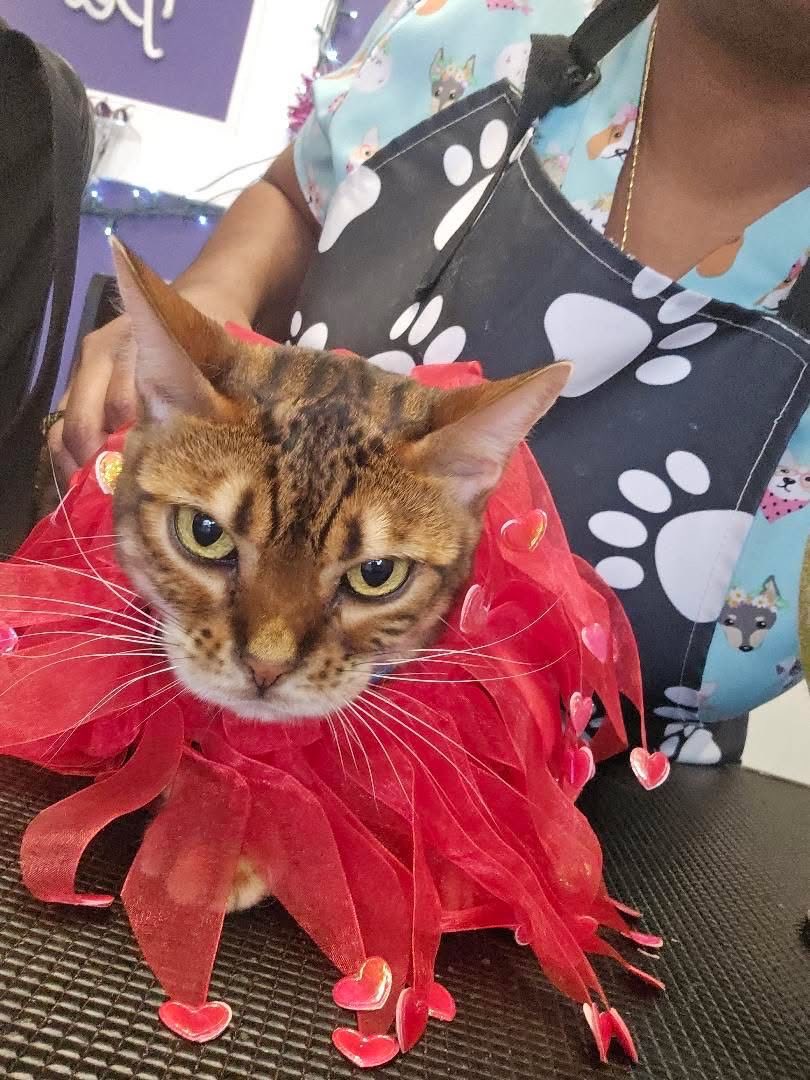 Imperial Pet Grooming Kissimmee