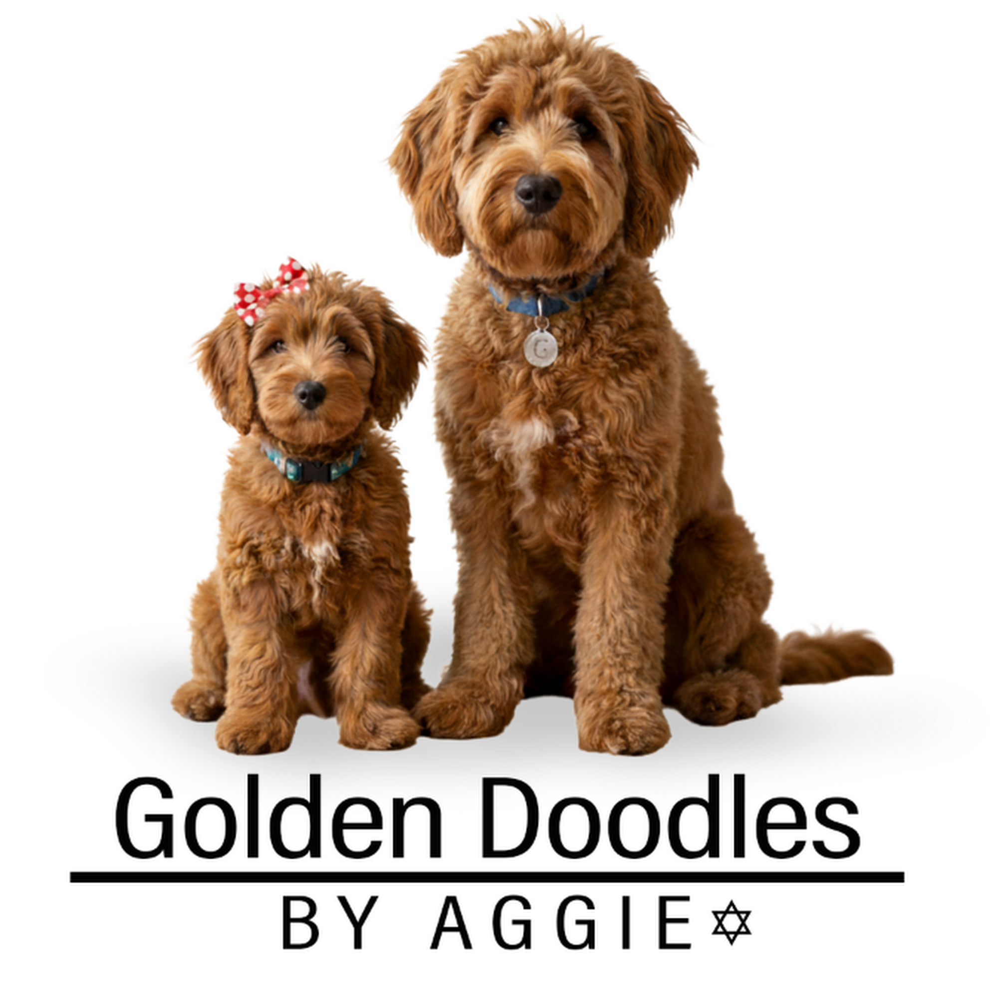 Goldendoodle By Aggie Kissimmee