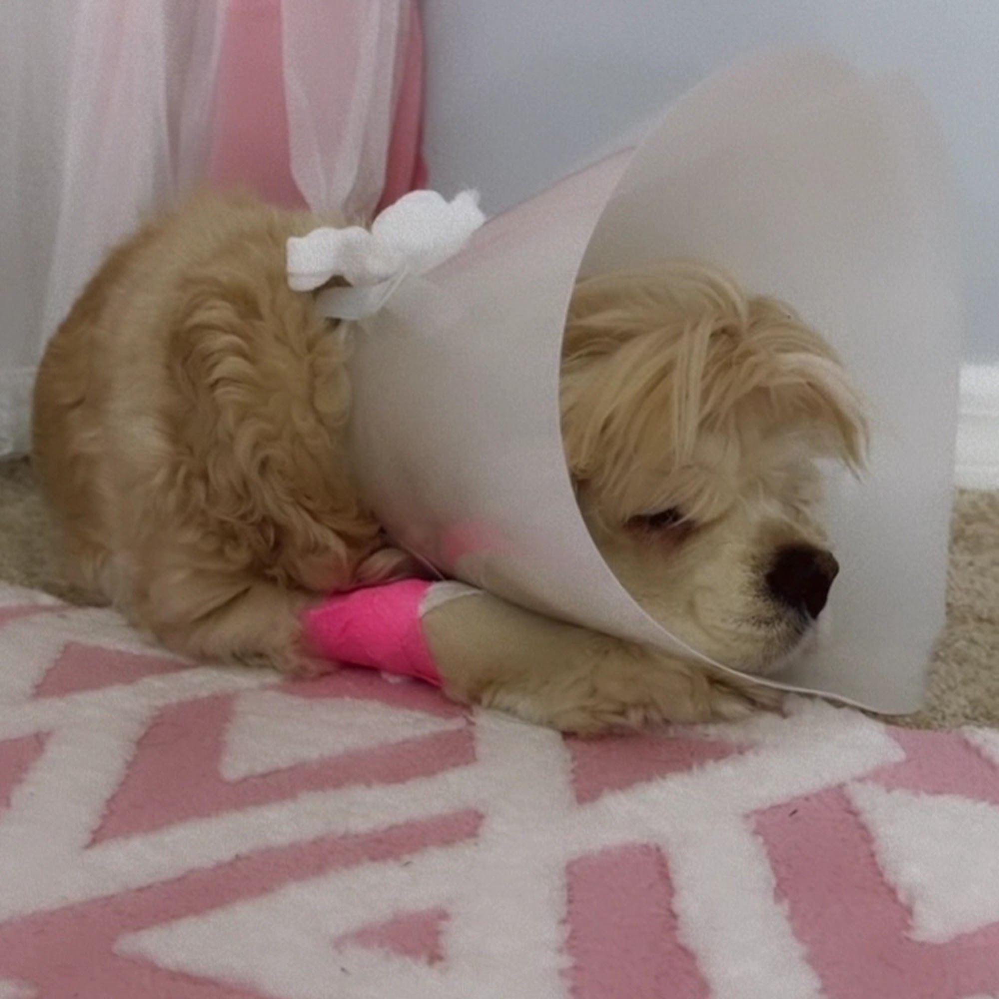 ARC Animal Hospital Kissimmee