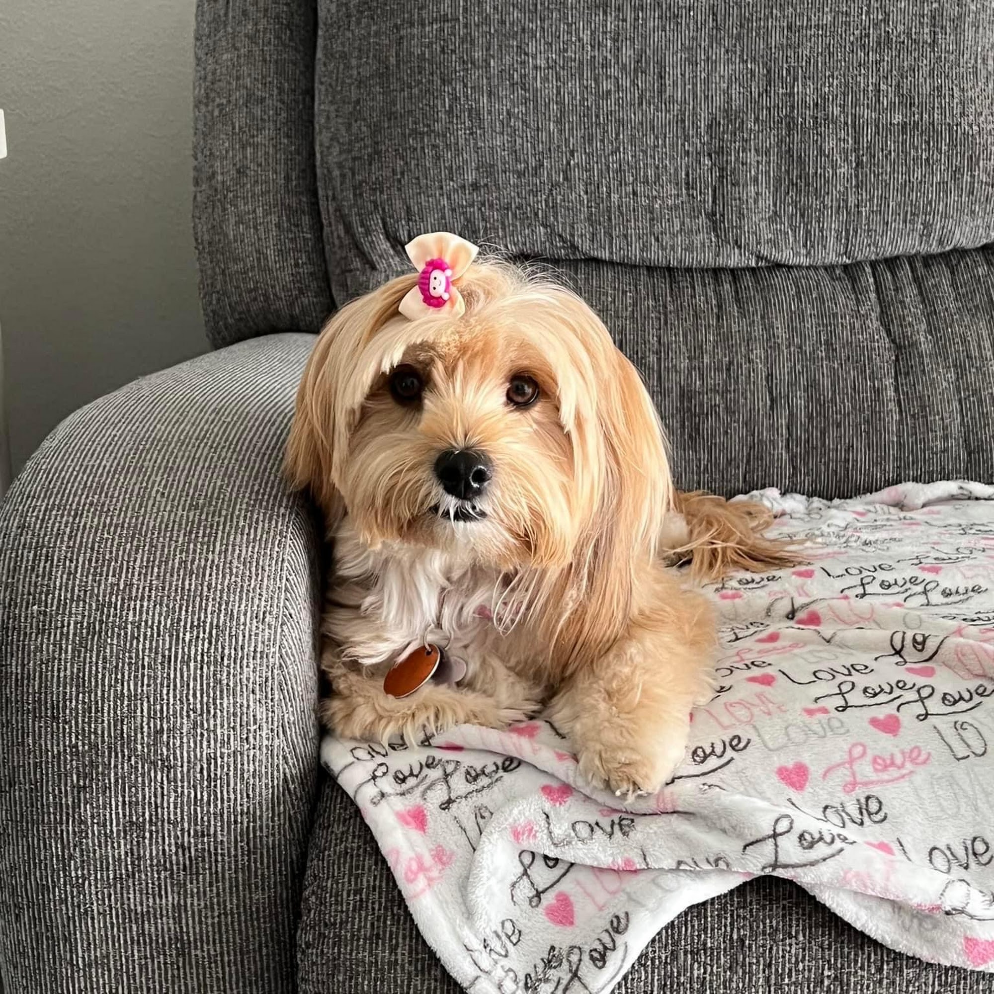 Quality Pet Grooming Kissimmee