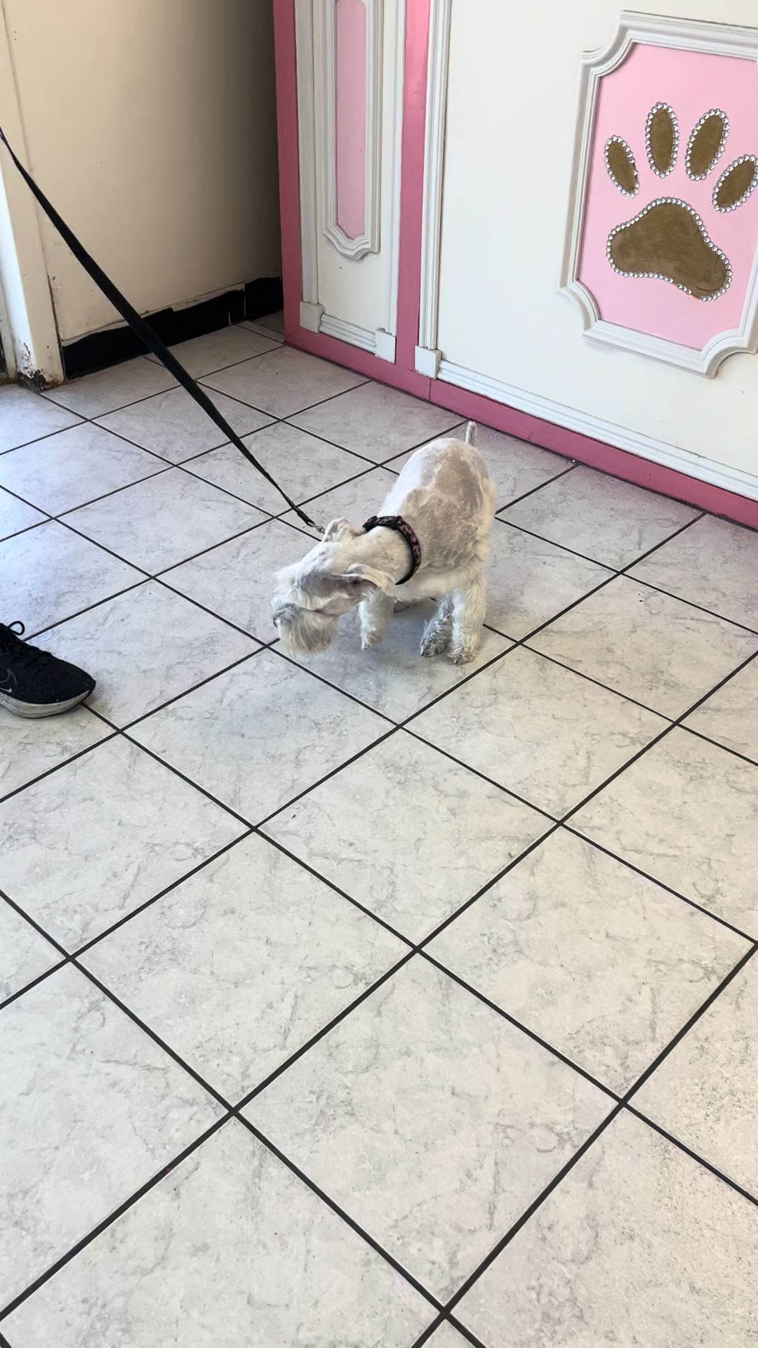 Quality Pet Grooming Kissimmee