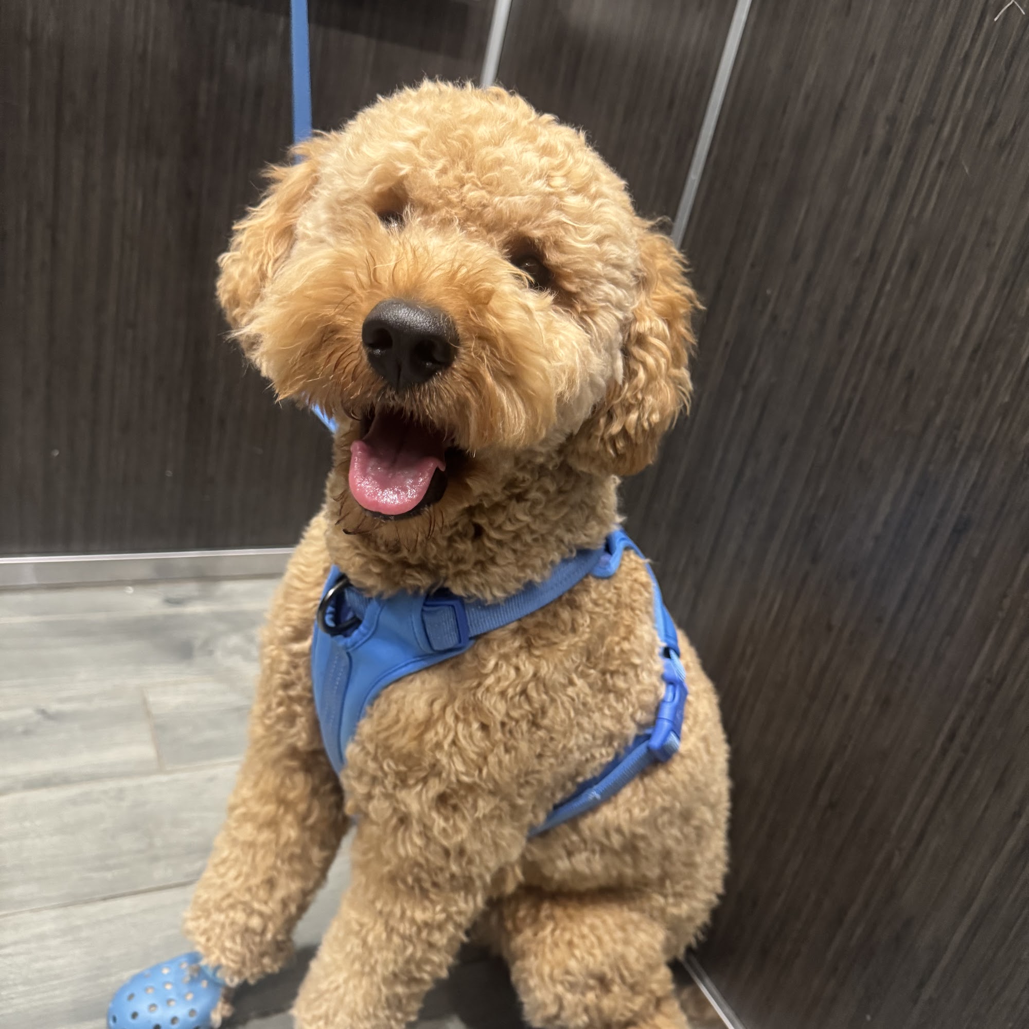 Woof Gang Bakery & Grooming Kissimmee 3365 S Orange Blossom Trail, Kissimmee Florida 34746