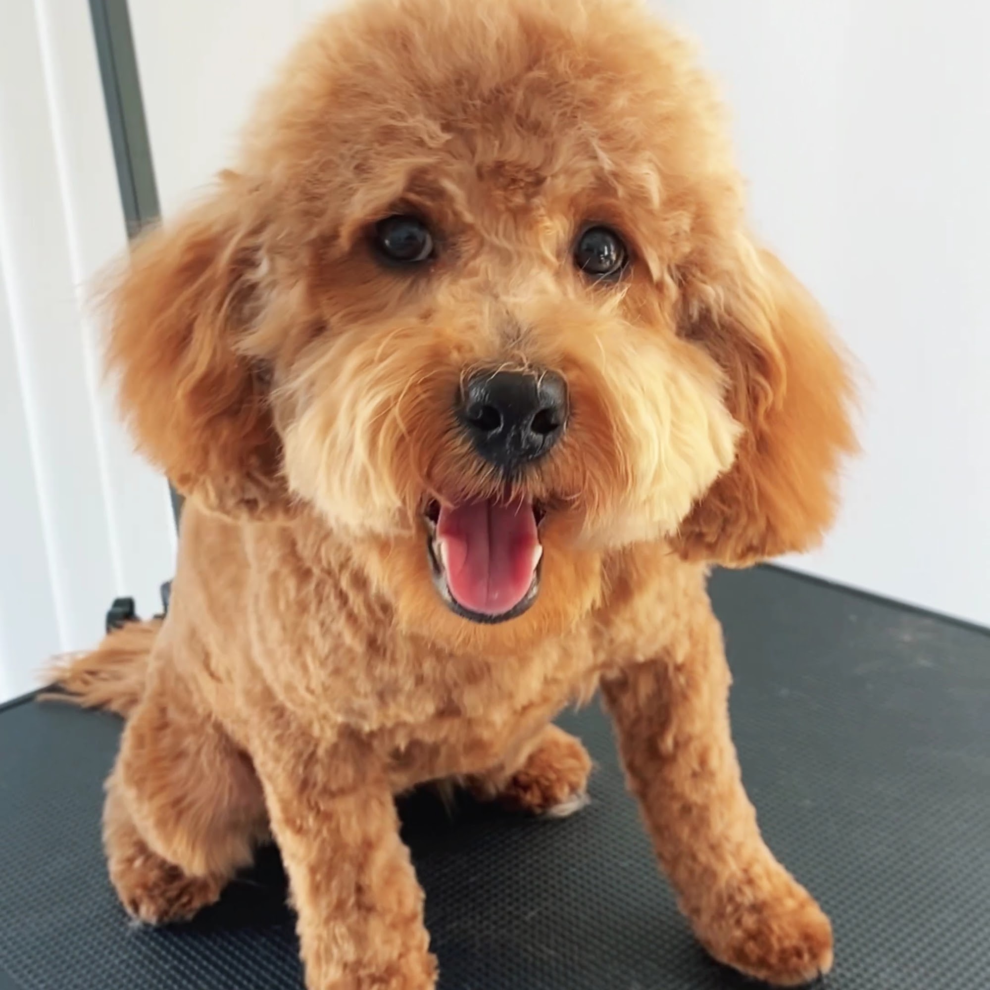 PET LOVERS INC Kissimmee