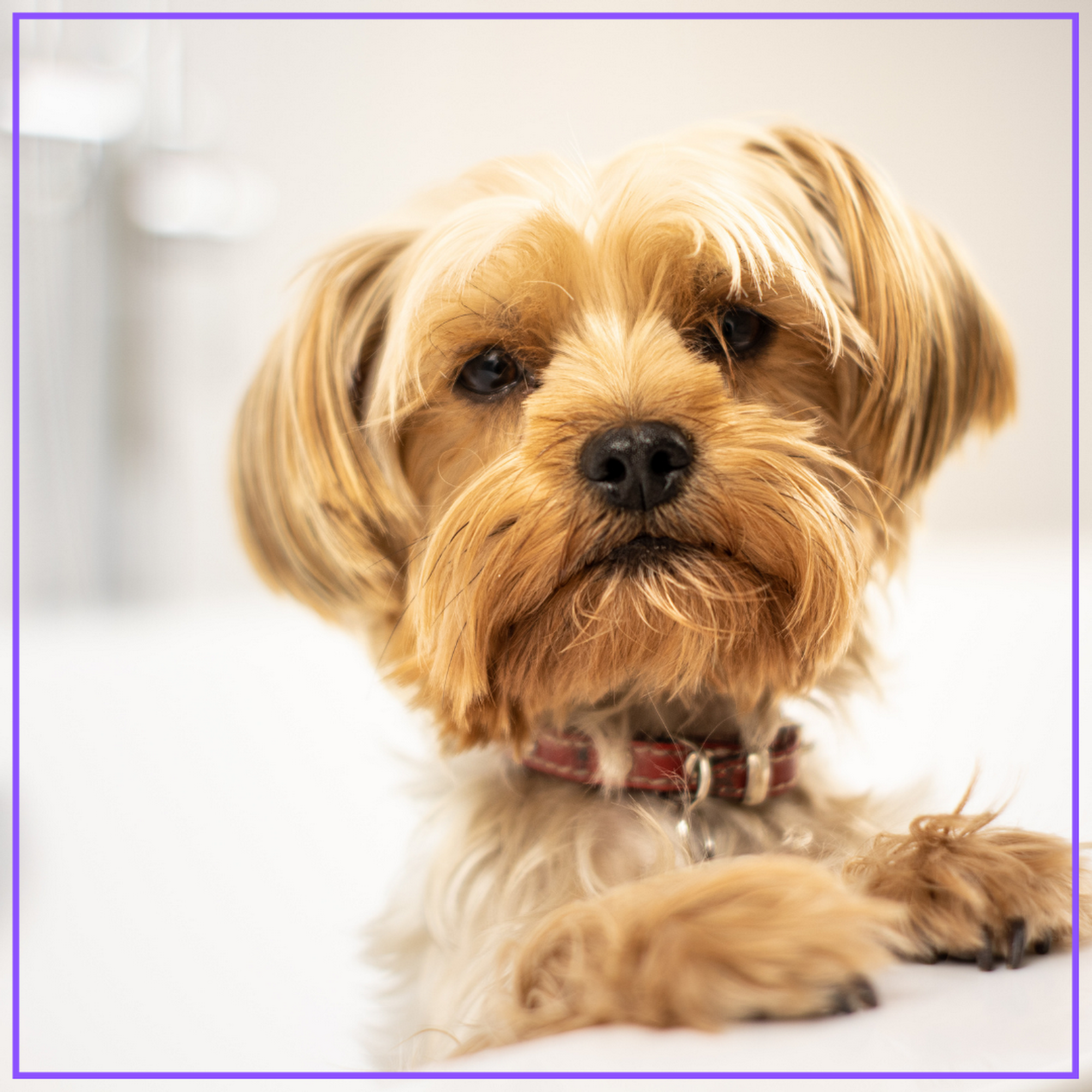 PET LOVERS INC 2437 Harbor Town Dr, Kissimmee Florida 34744