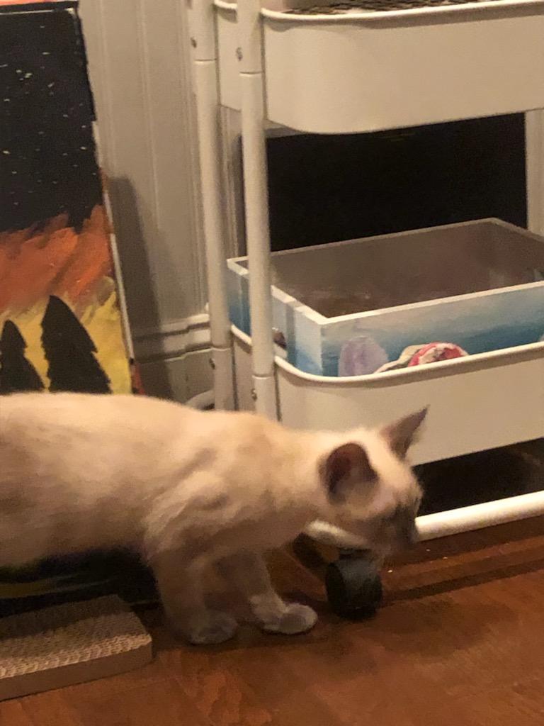 Siam Bali Rags LaBelle