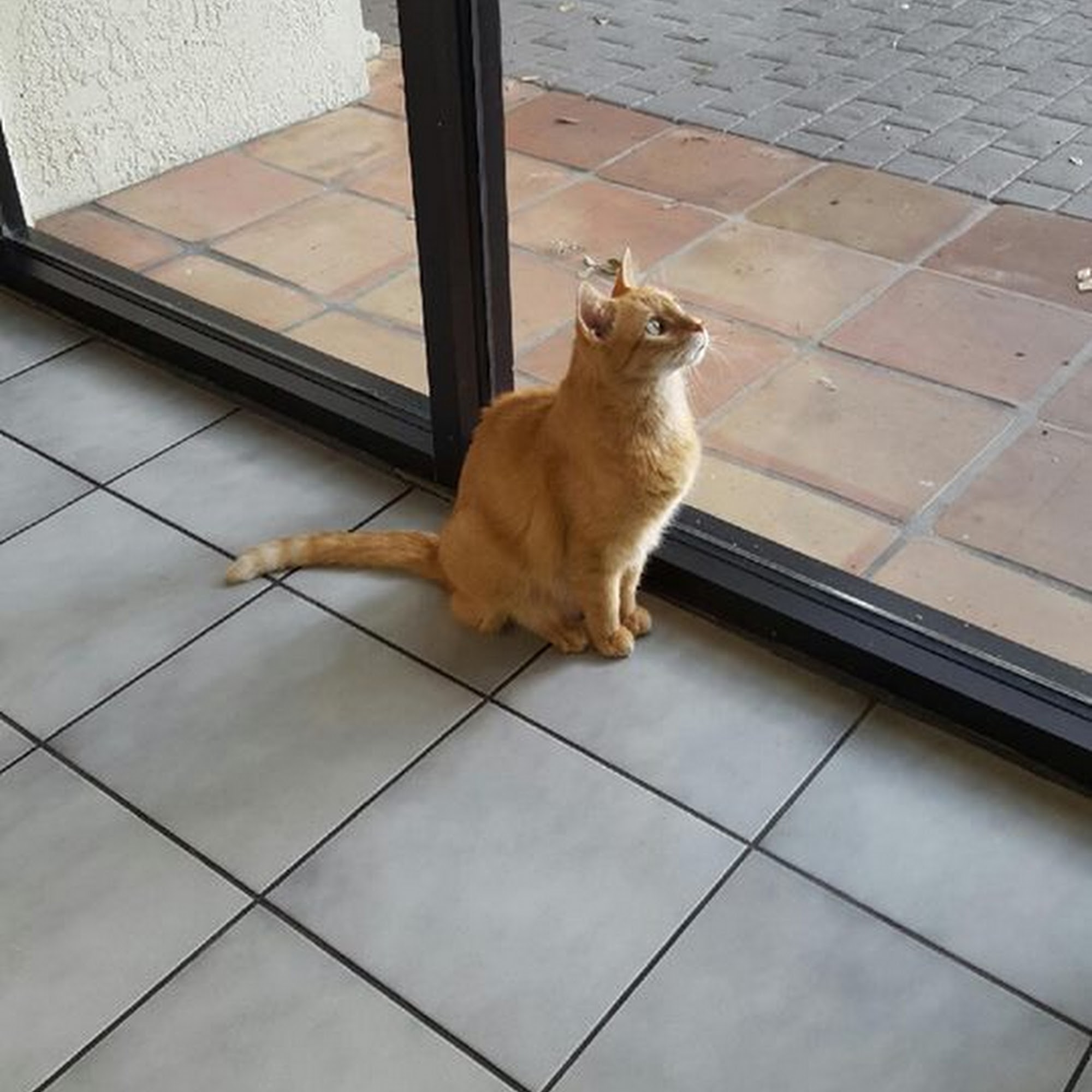 Village Veterinarian Lady Lake