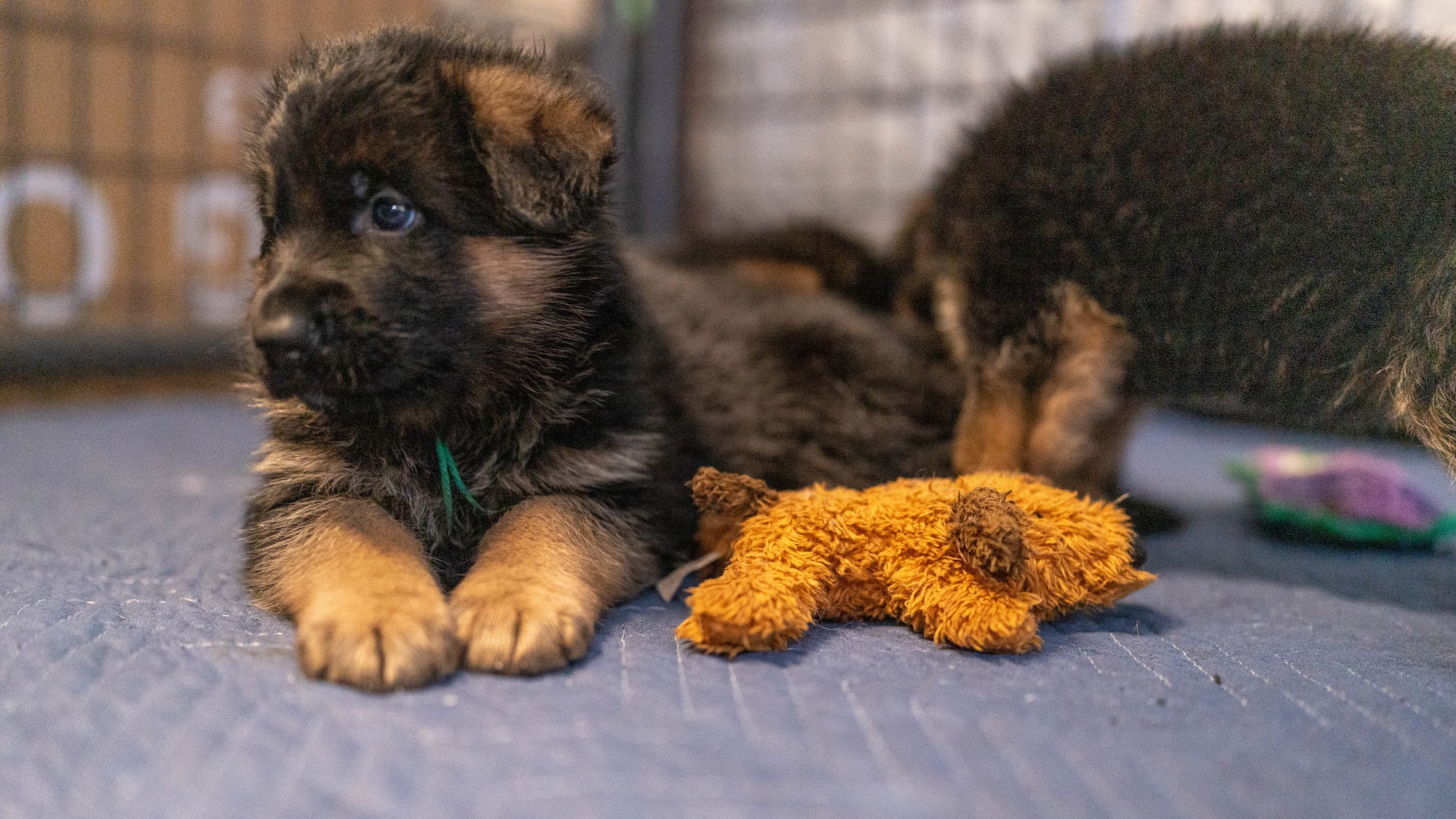 Florida German Shepherd Puppies Lady Lake