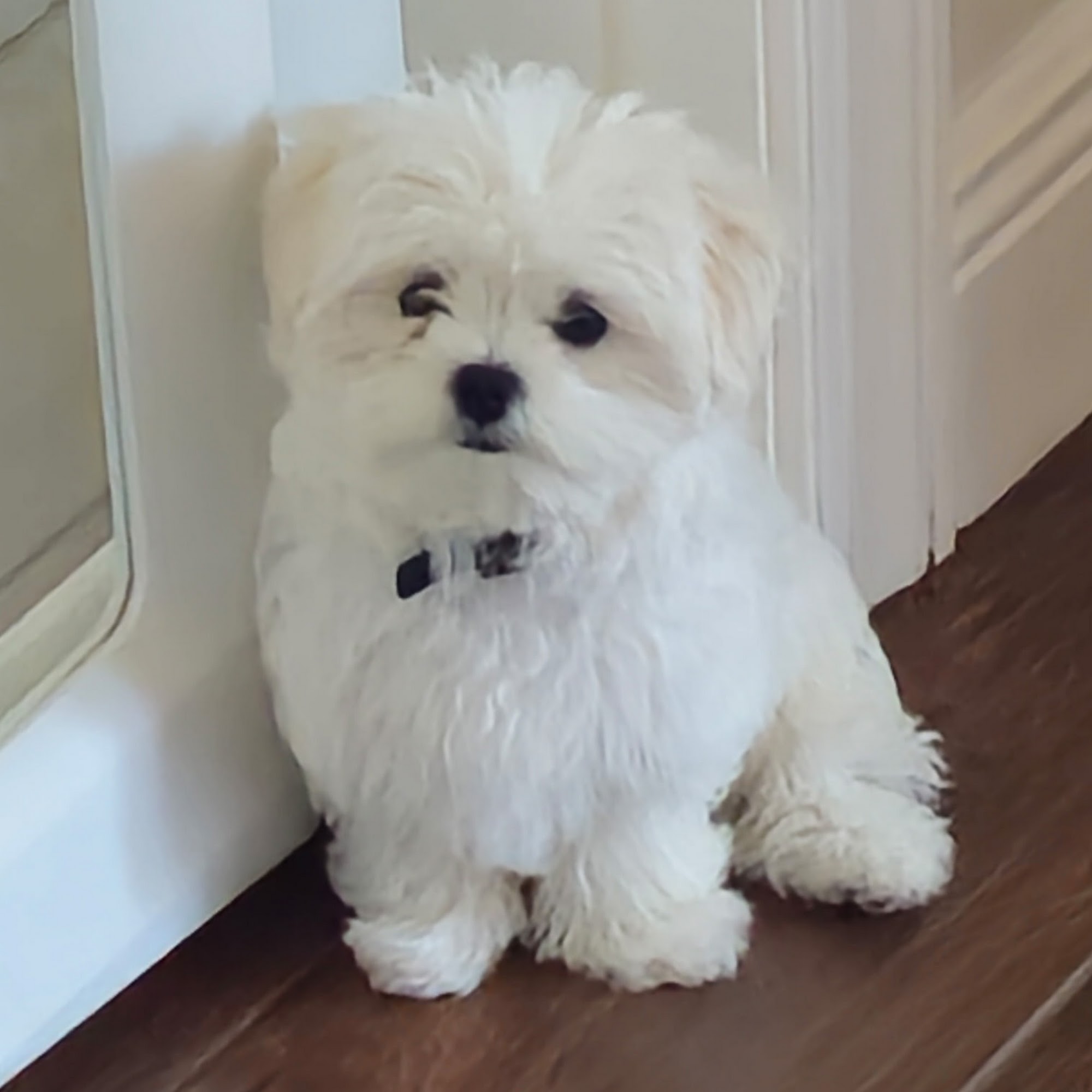 Lake Alfred Animal Hospital Lake Alfred