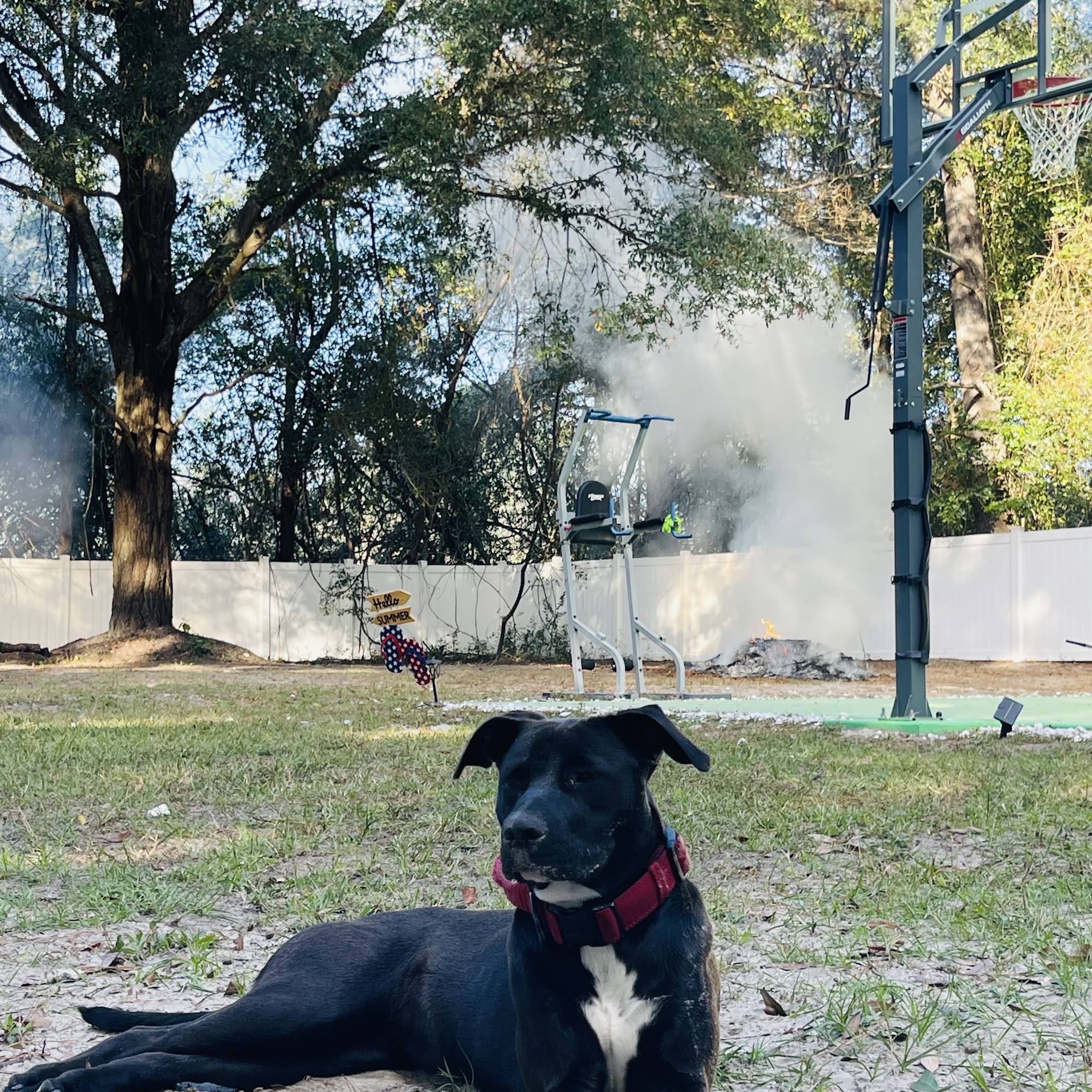 Addison Animal Hospital Lake City