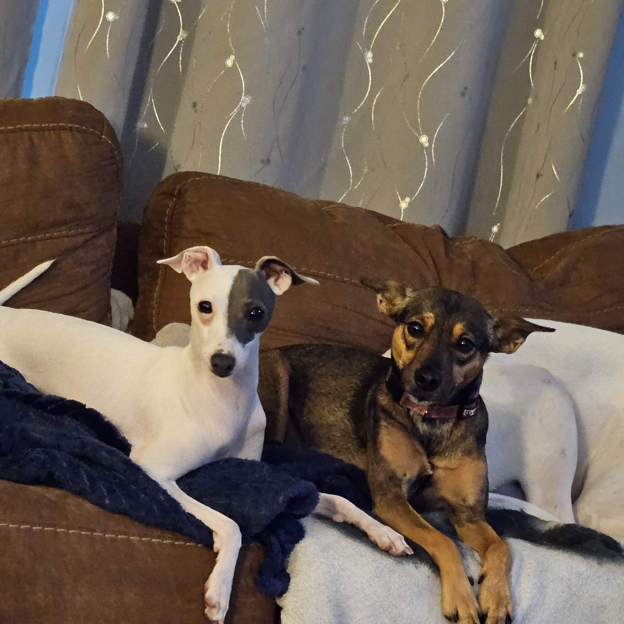 Wise Dogs & Paws LLC Lake City