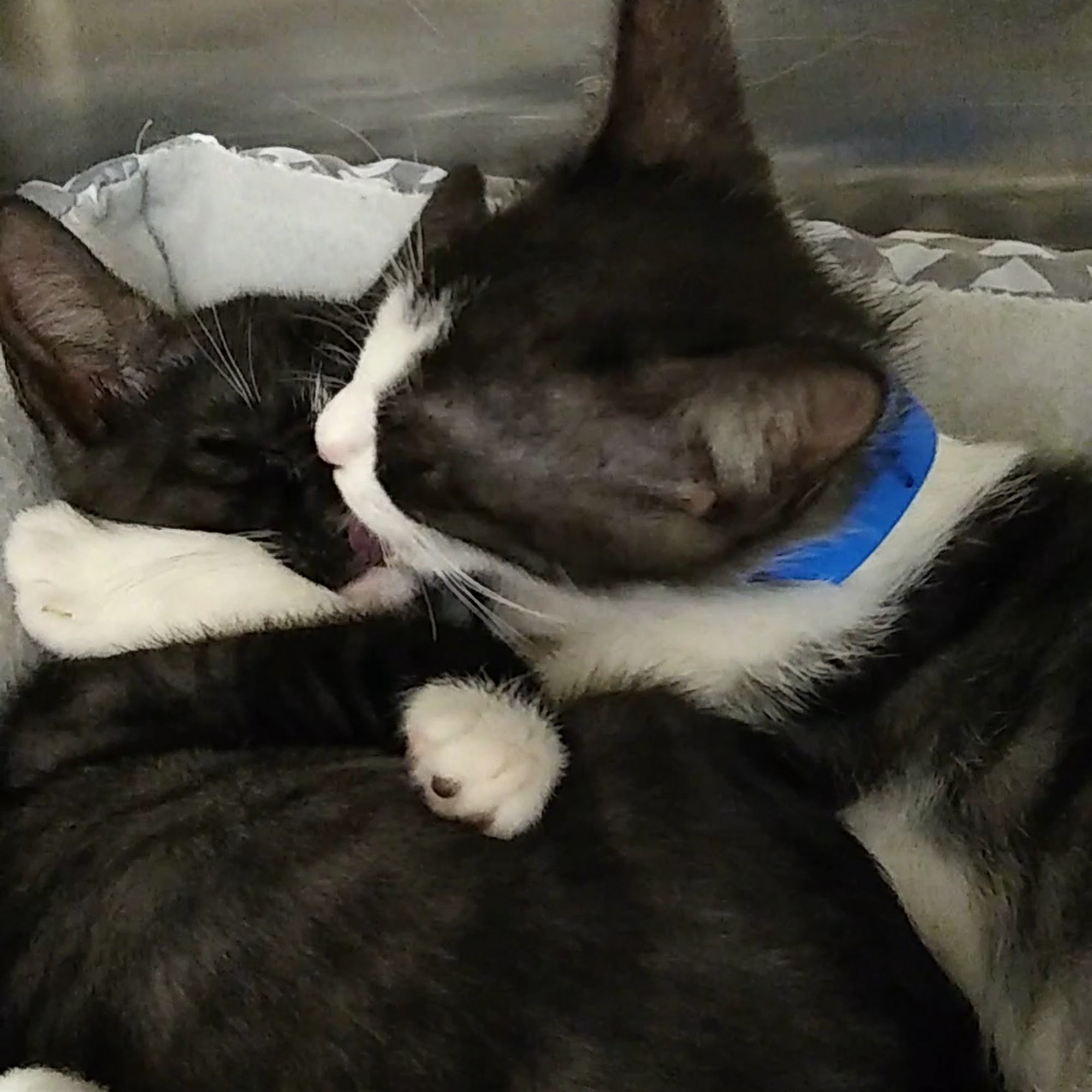 PetSmart Lake Mary