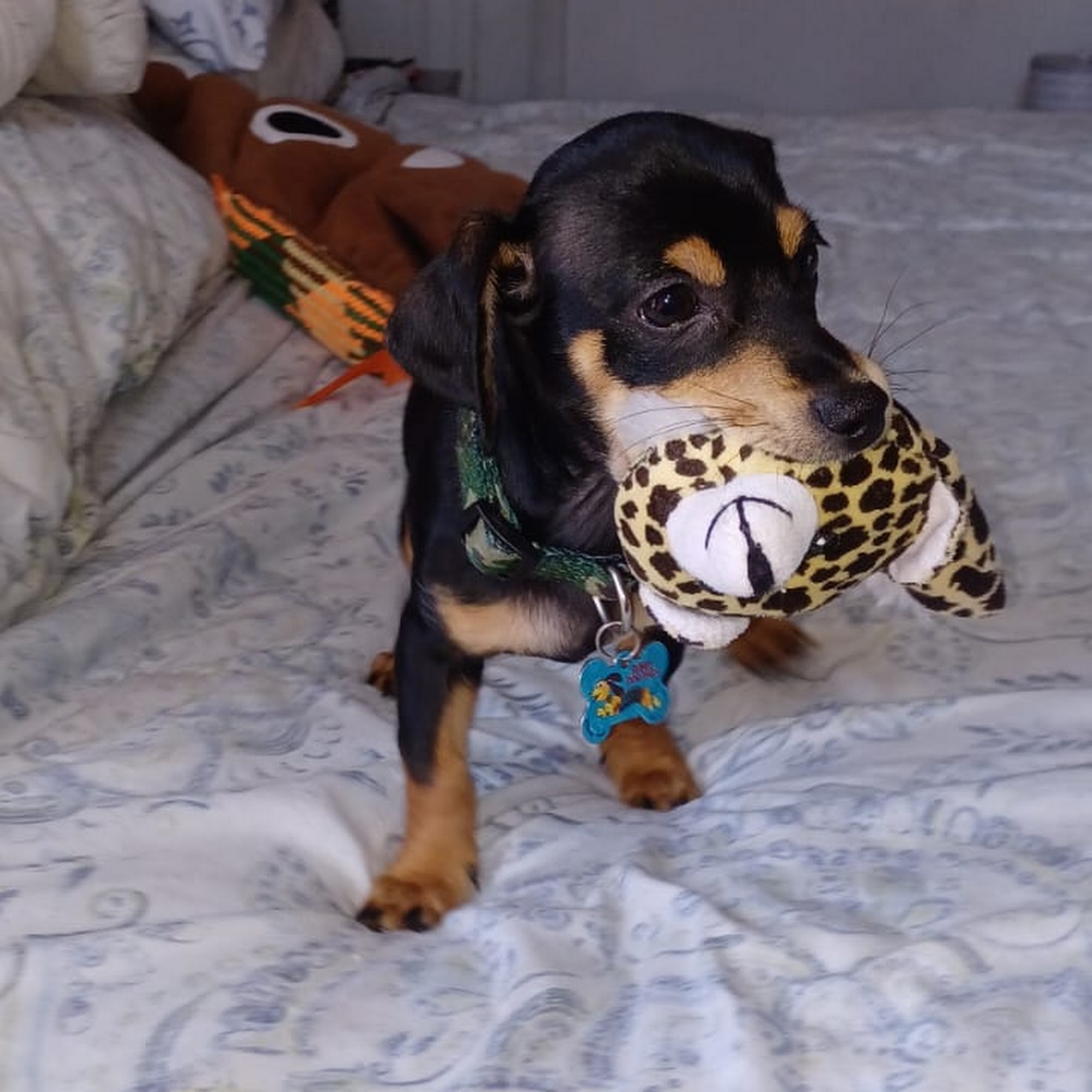 Lake Mary Veterinary Clinic: Porter Amy M DVM Lake Mary