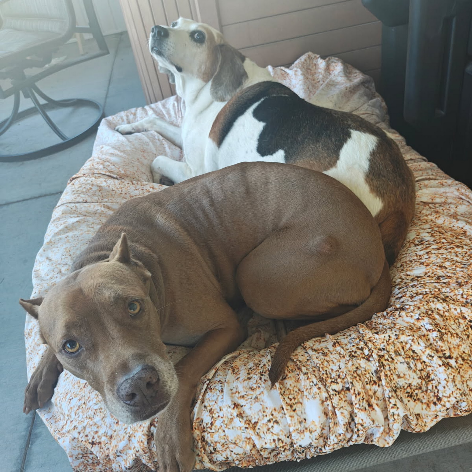 Planned Pethood Cares Lake Panasoffkee