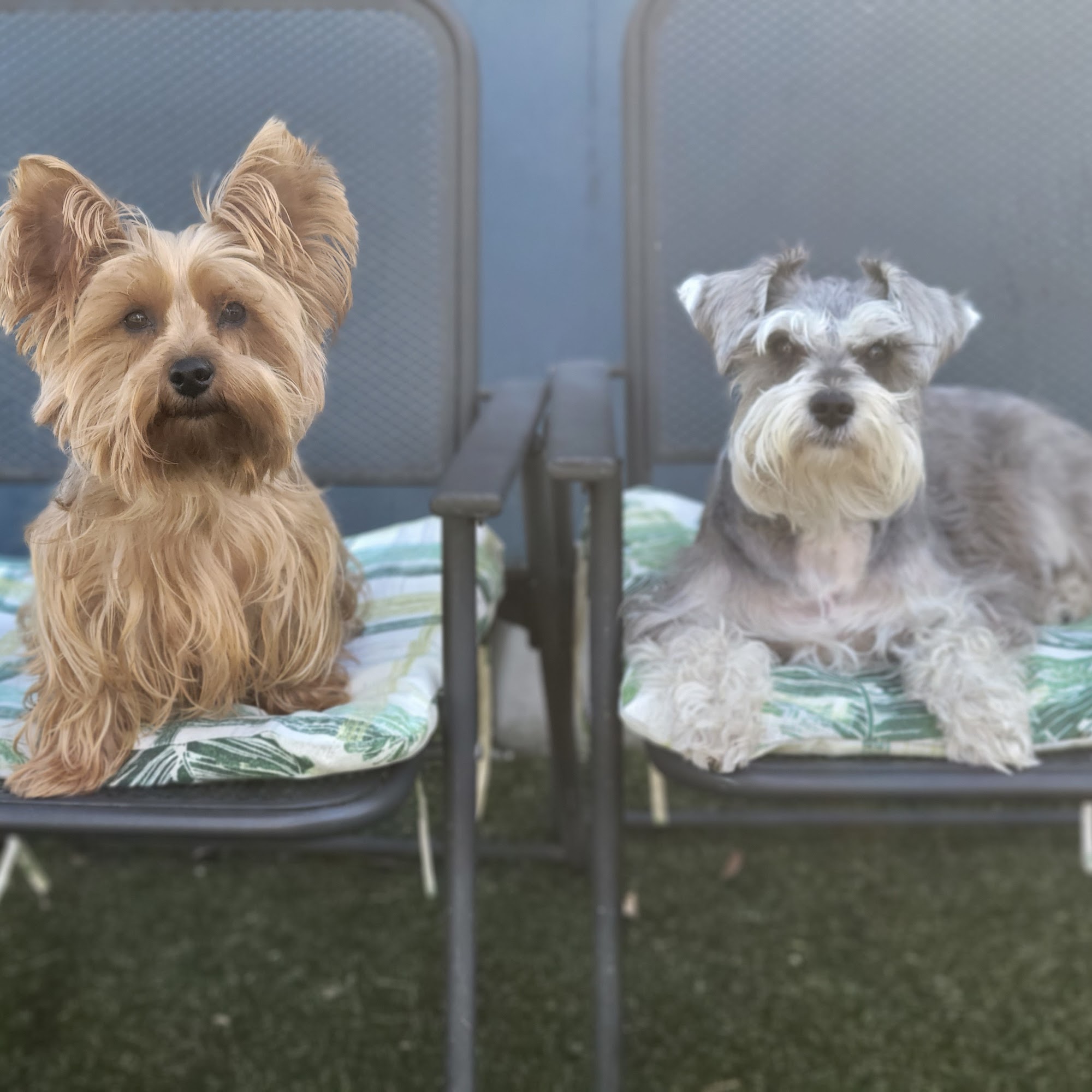 Northlake Animal Hospital Lake Park