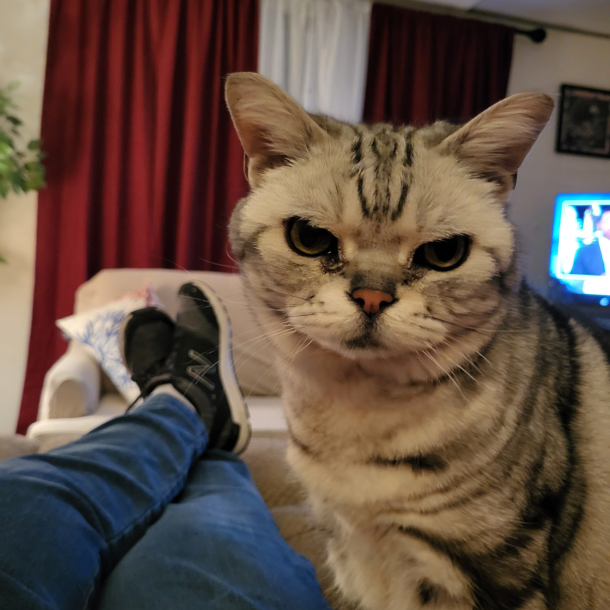 Heartland Animal Hospital Lake Placid