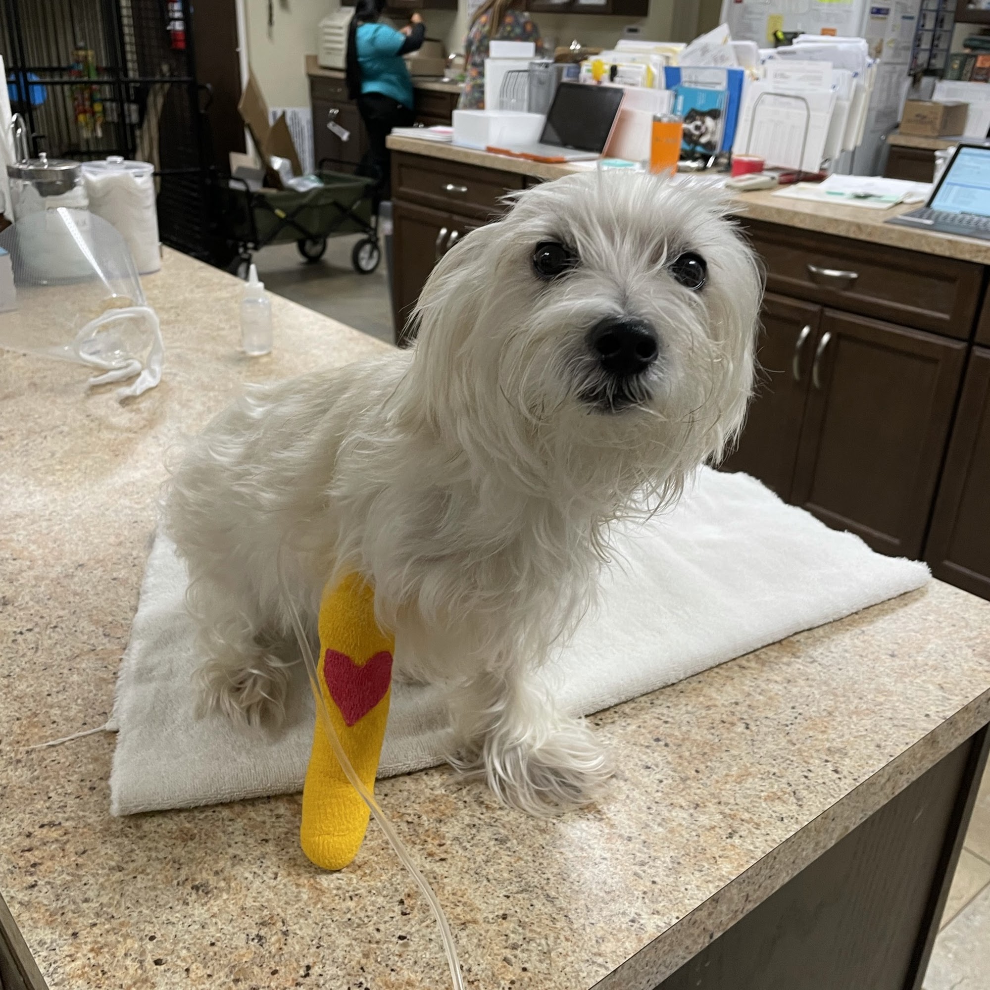 Ridge Veterinary Hospital Lake Wales