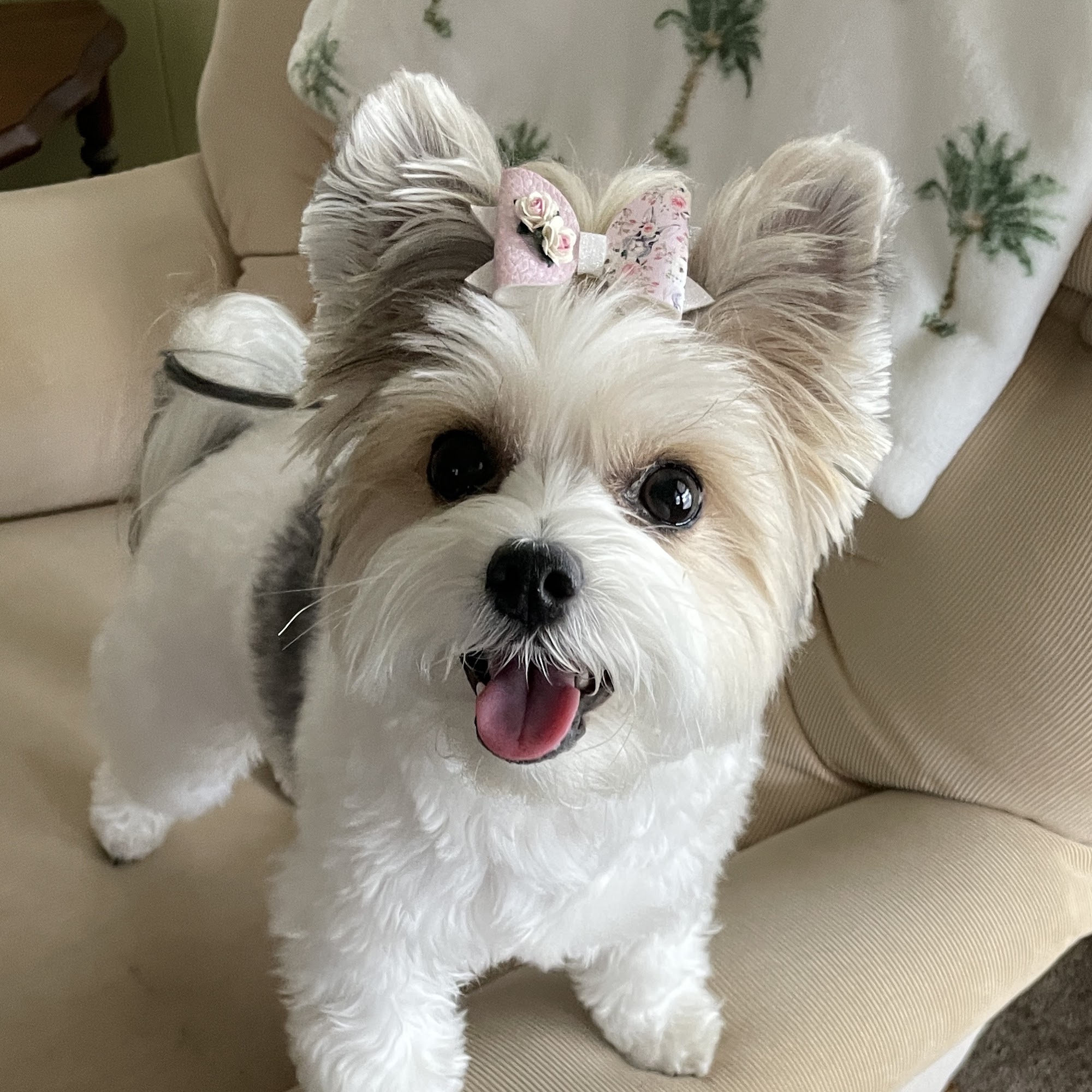 Thompson's Veterinary Center Lake Wales