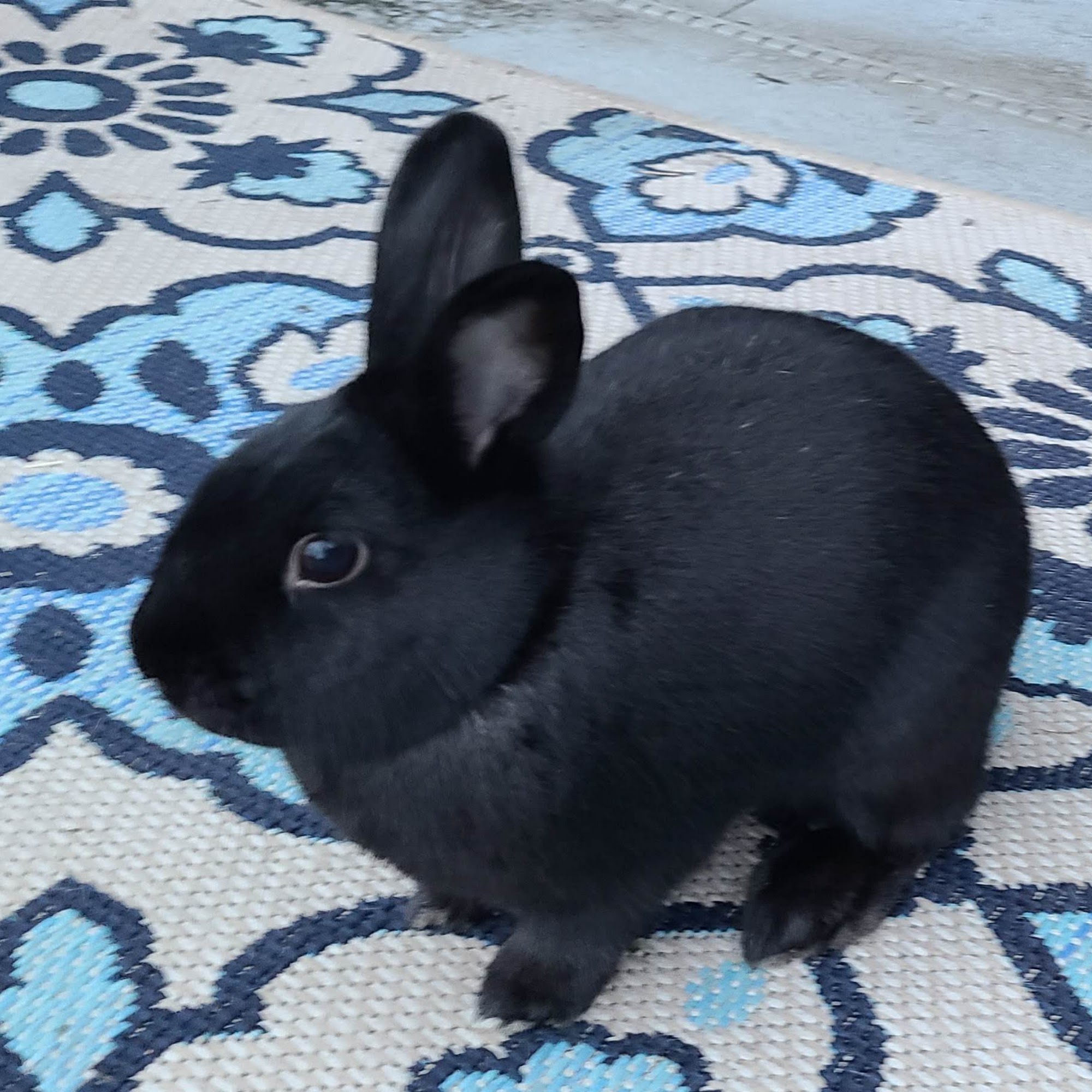 Paws and Perches Animal Hospital Lake Wales