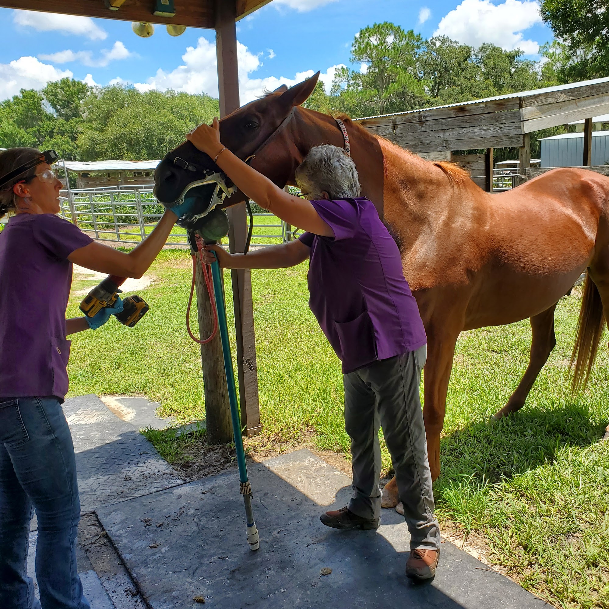 Polk Equine Lake Wales