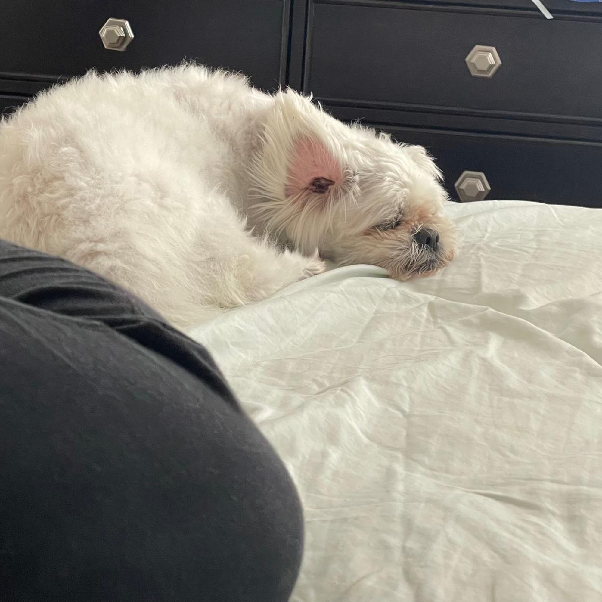 Lantana-Atlantis Animal Hospital Lake Worth Corridor