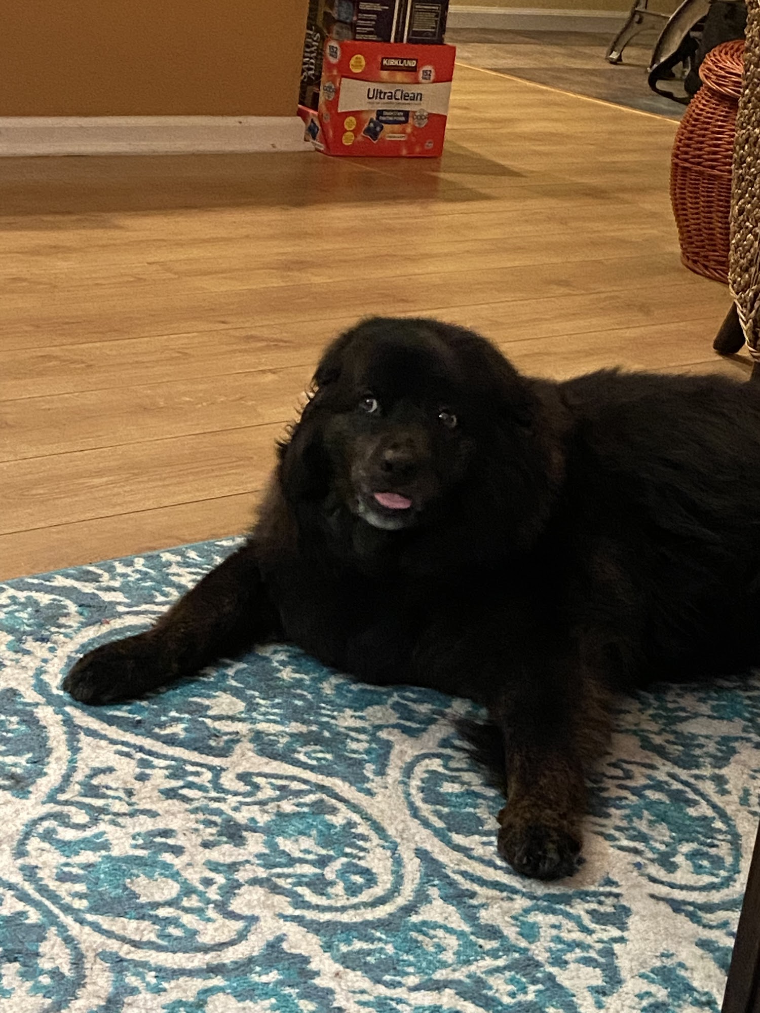 Lake Osborne Animal Clinic Lake Worth