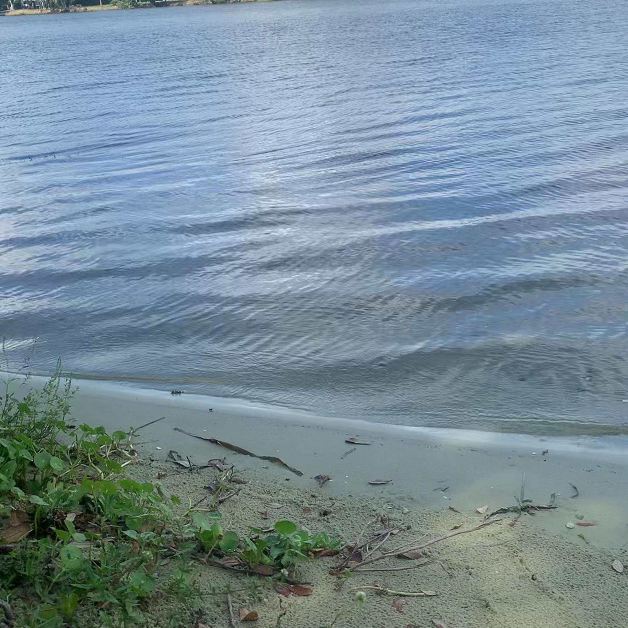 Lake Osborne Animal Clinic Lake Worth