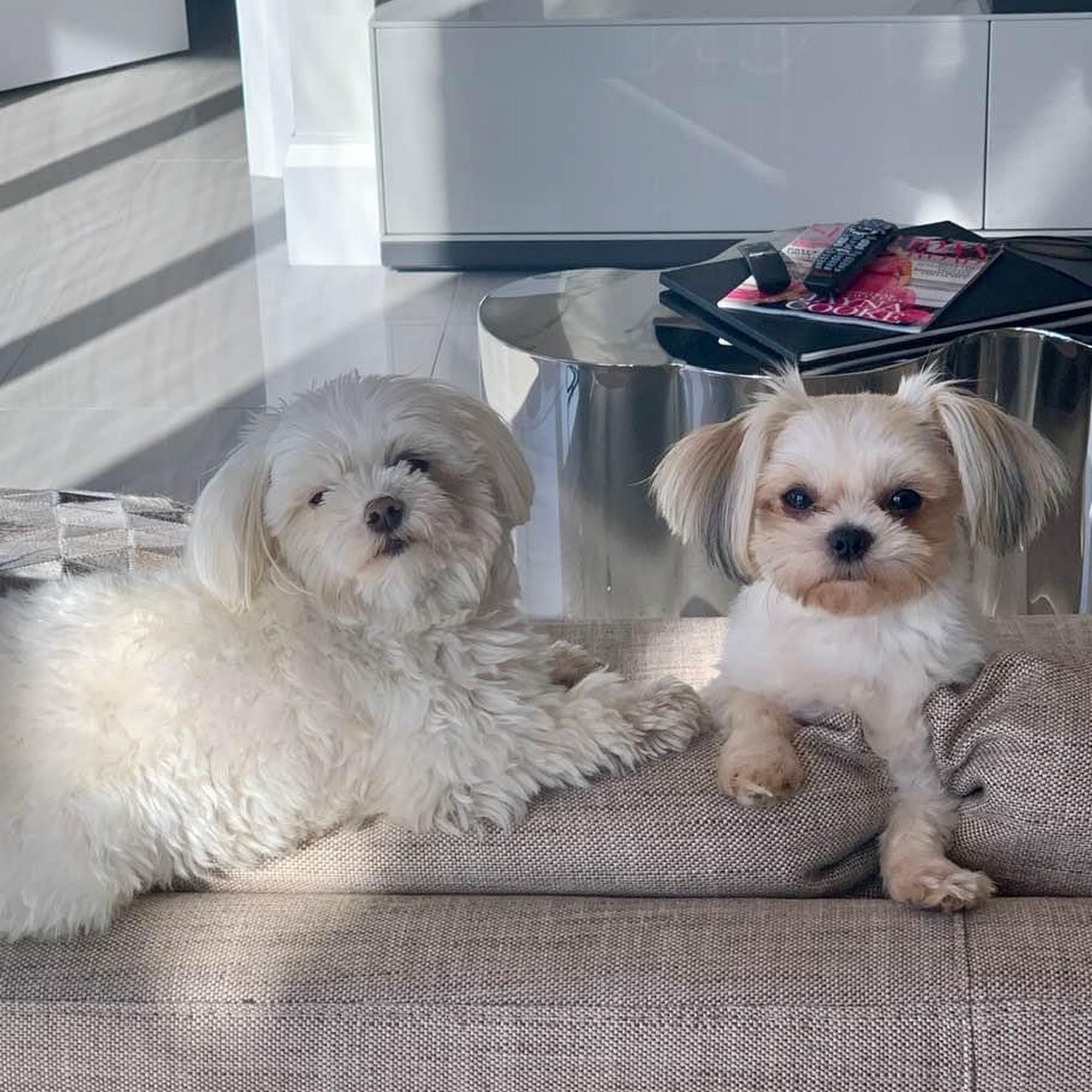 Animal Clinic of West Lake Worth Lake Worth