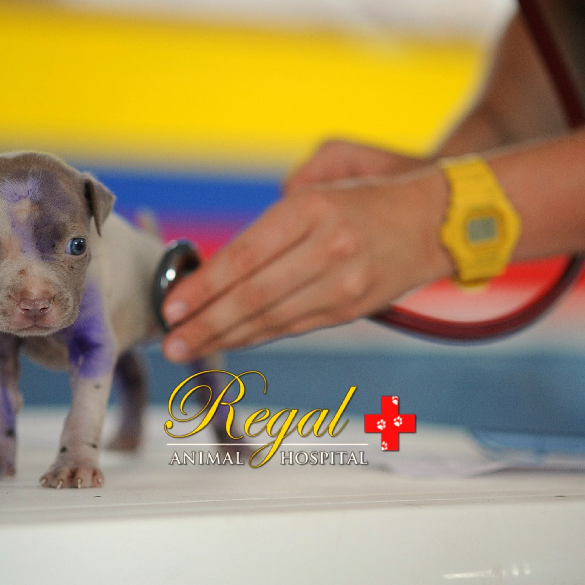 Regal Animal Hospital Lake Worth
