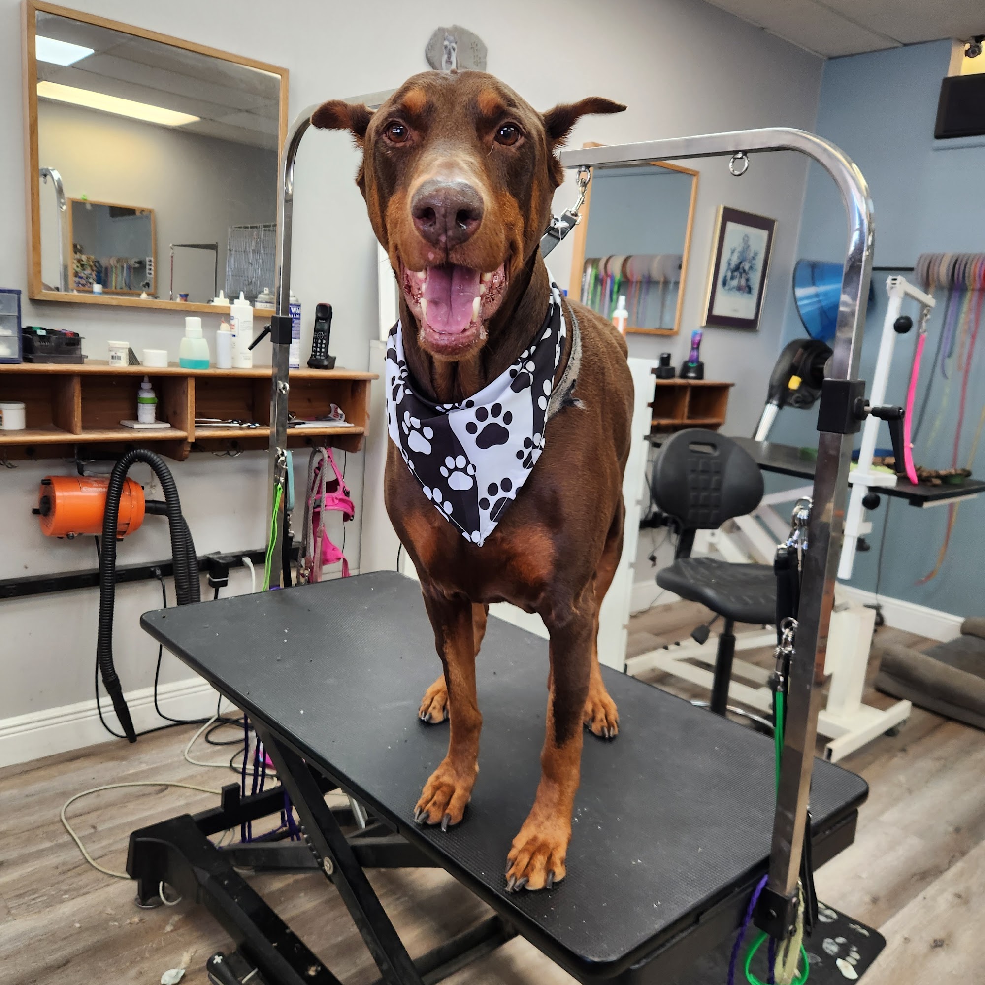 The Shaggy Dog Inc Lake Worth