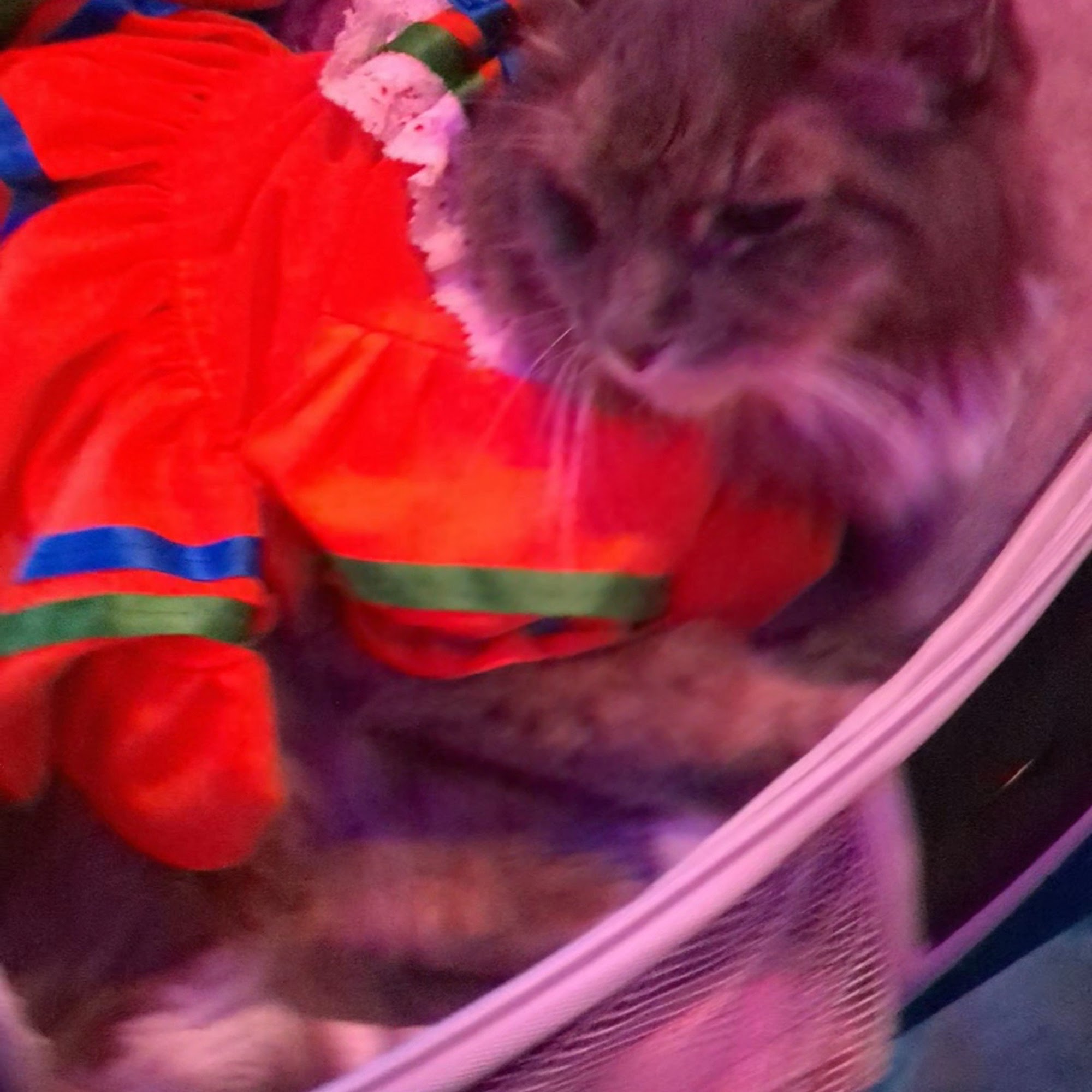 Mystic Roots Kava Bar Lake Worth