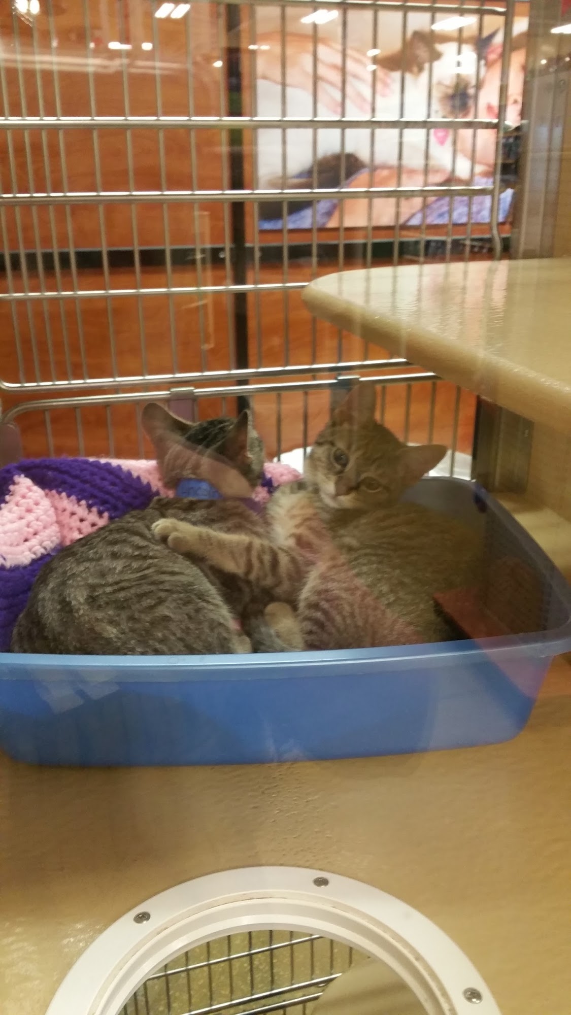 PetSmart Lakeland