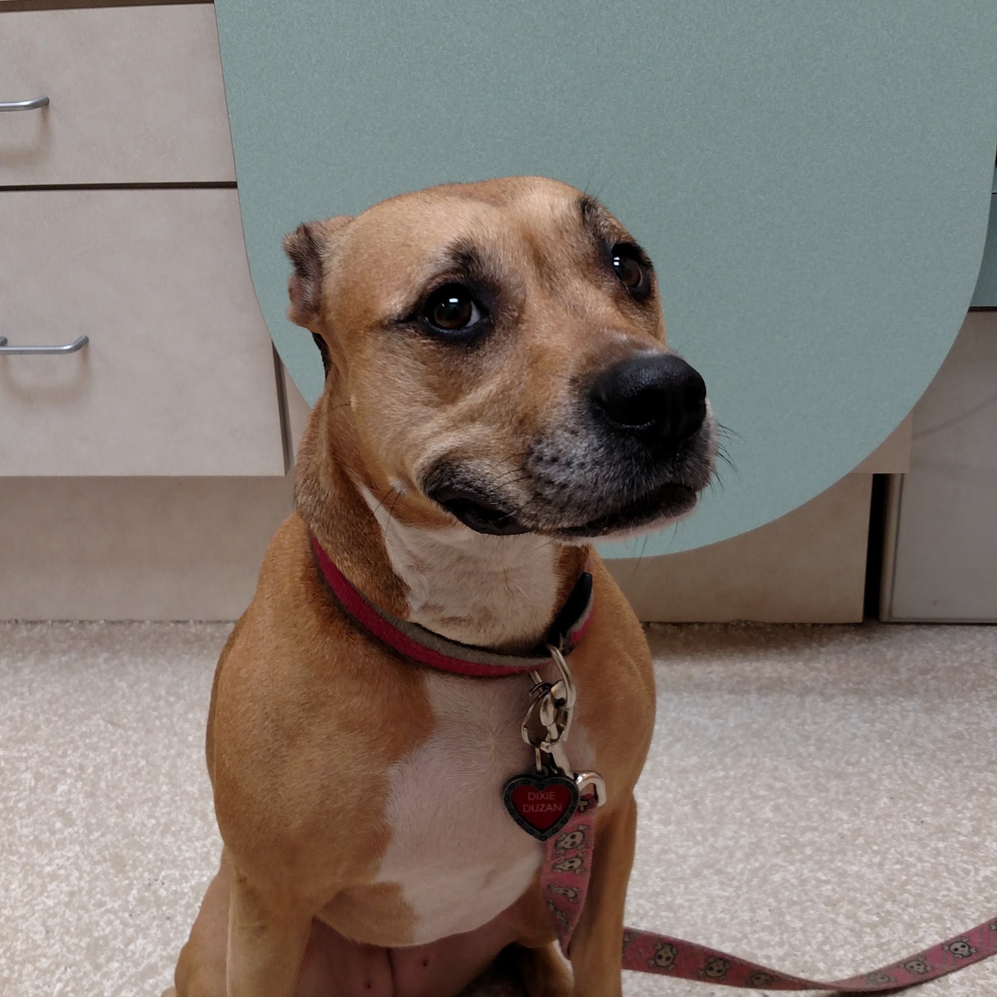 Lakeland Veterinary Hospital & Wellness Center Lakeland