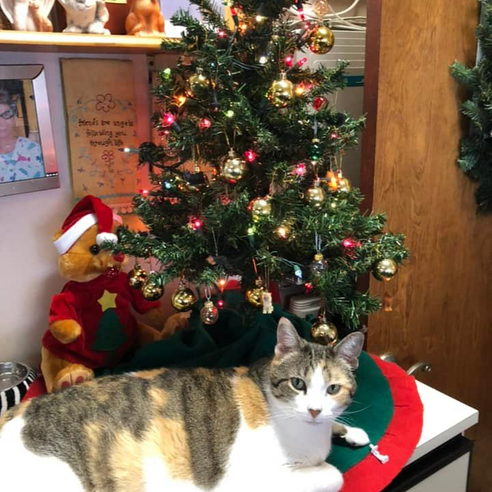 Highland Square Family Vet Lakeland