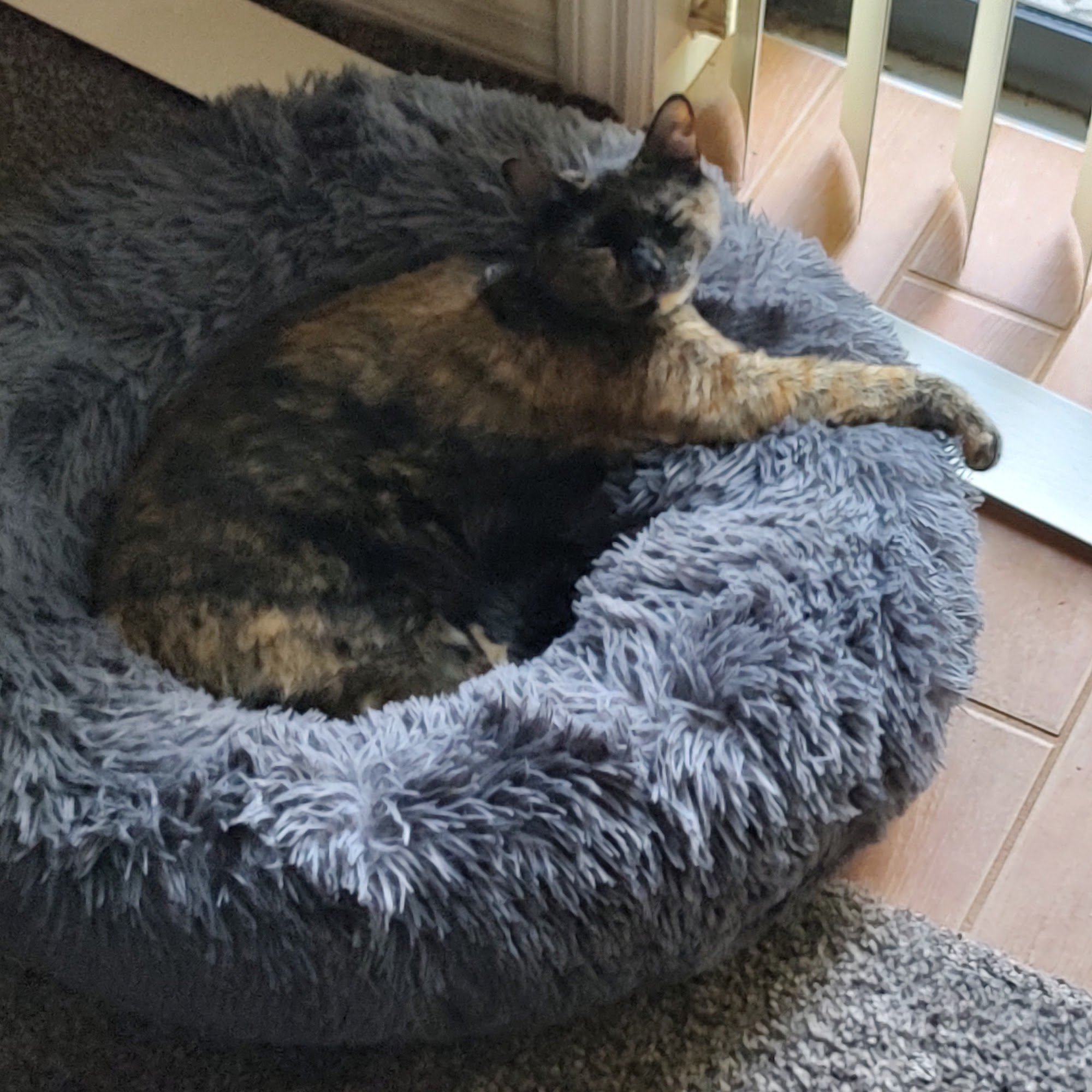 Edgewood Animal Clinic Lakeland