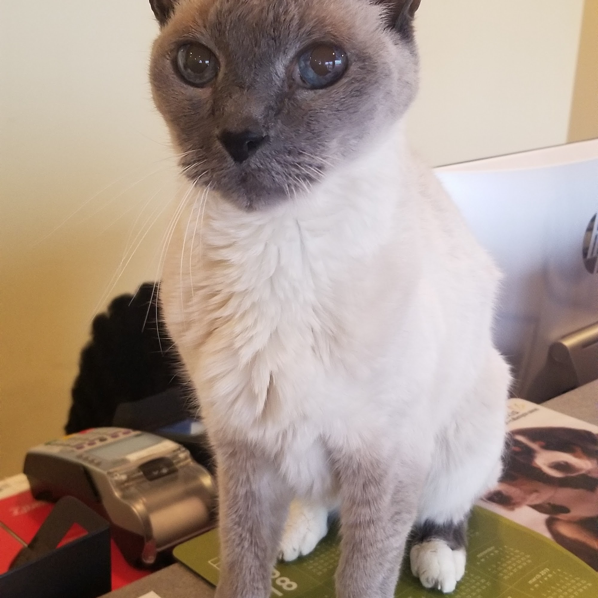 Ark Animal Hospital Lakeland