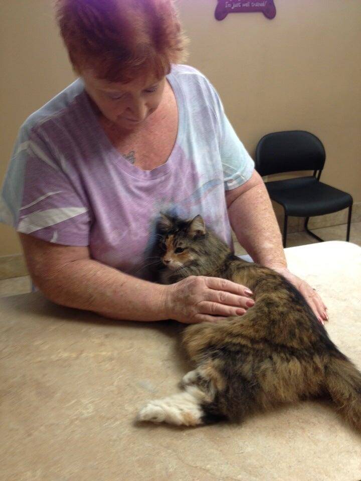 All Creatures Animal Clinic Lakeland
