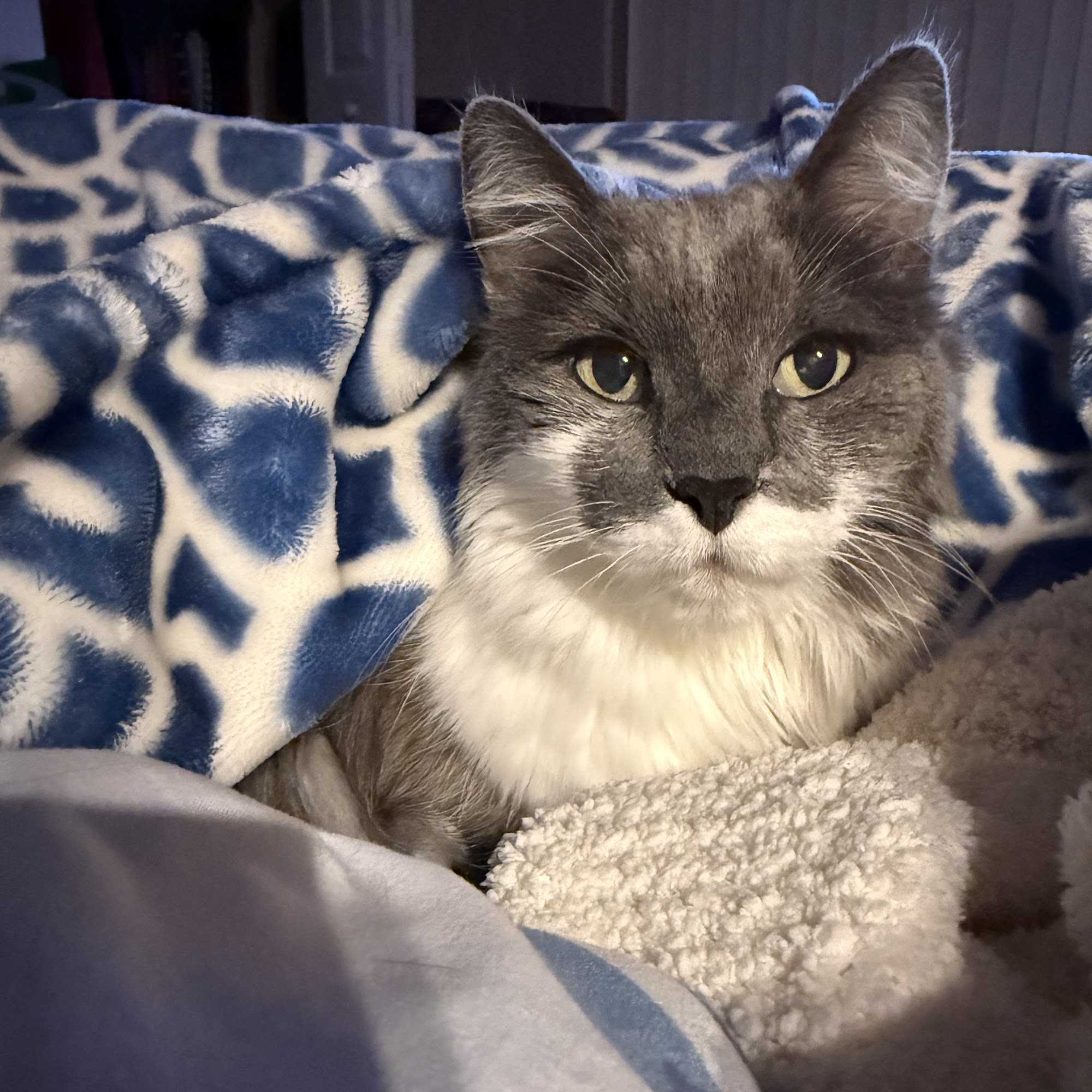 All Creatures Animal Clinic Lakeland