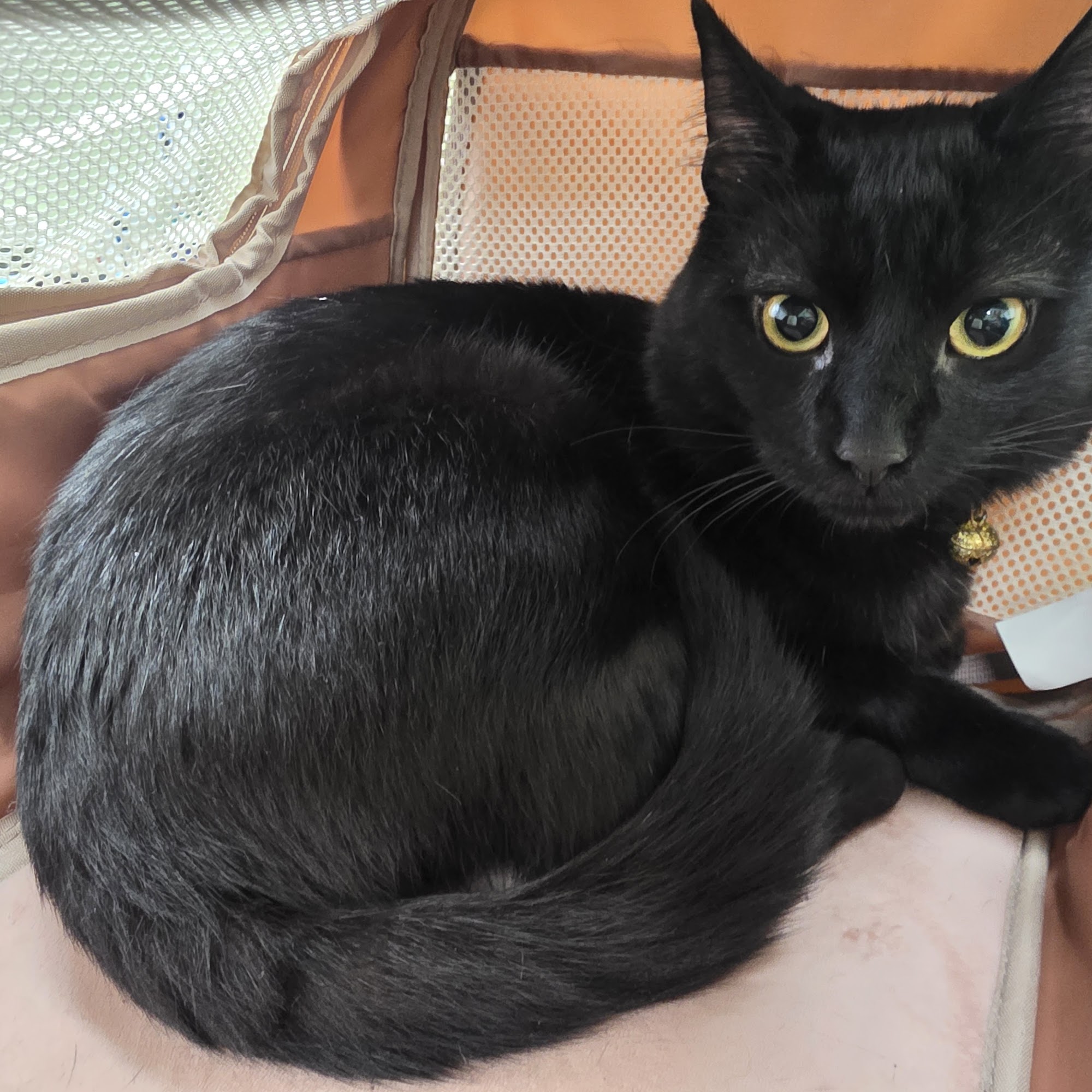 Animal Medical Clinic & Urgent Pet Care Lakeland