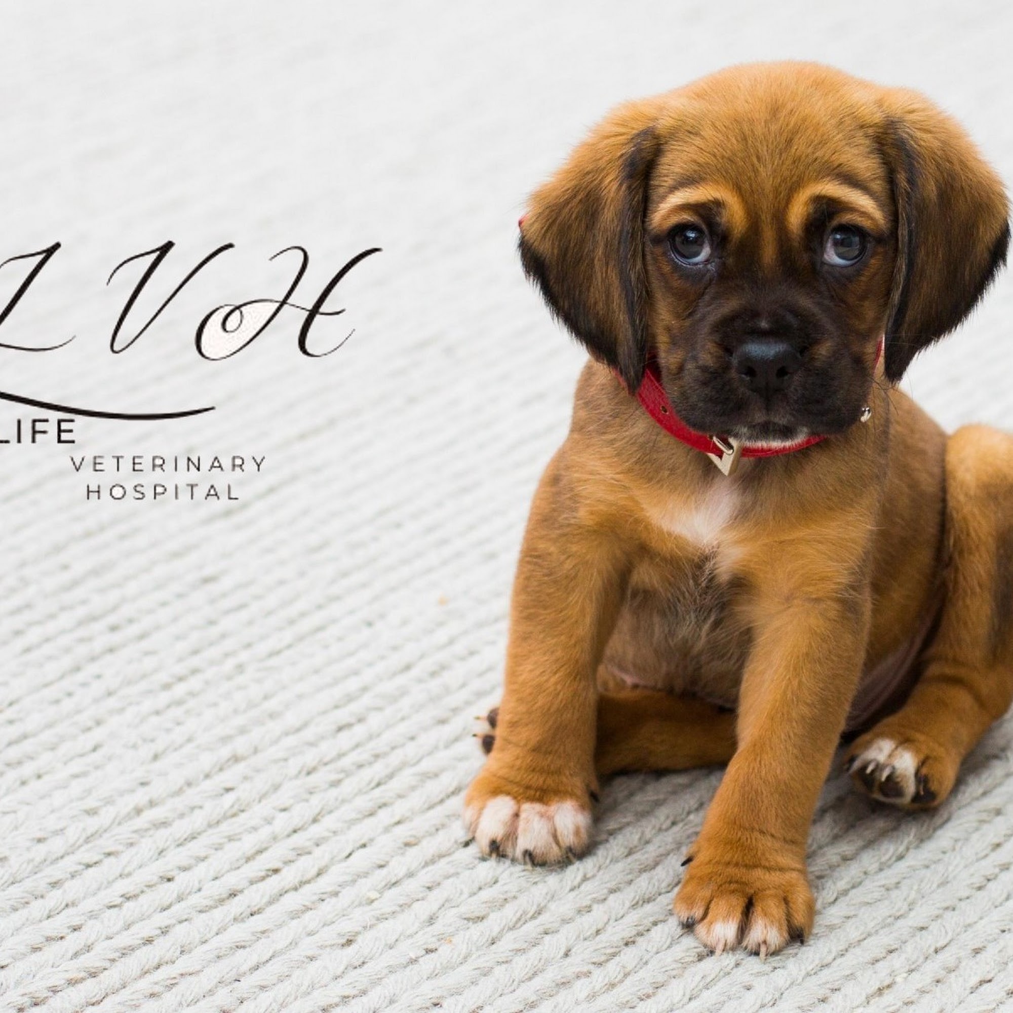 New Life Veterinary Hospital Lakeland