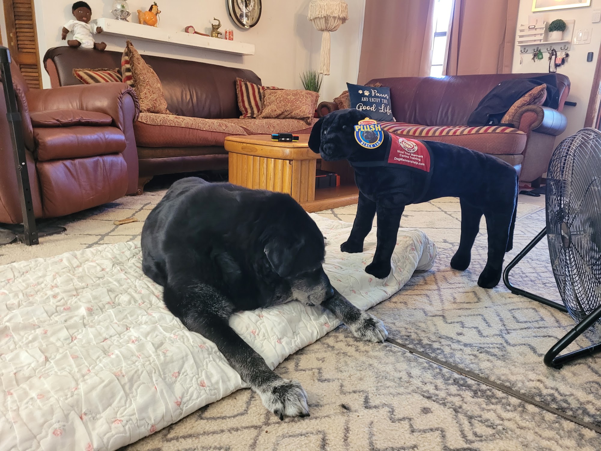 Mind Your Manners Canine Training | Dog Trainer |Certified- Service Dog-Celebrating Our 20th Anniversary 2004-2024 Lakeland